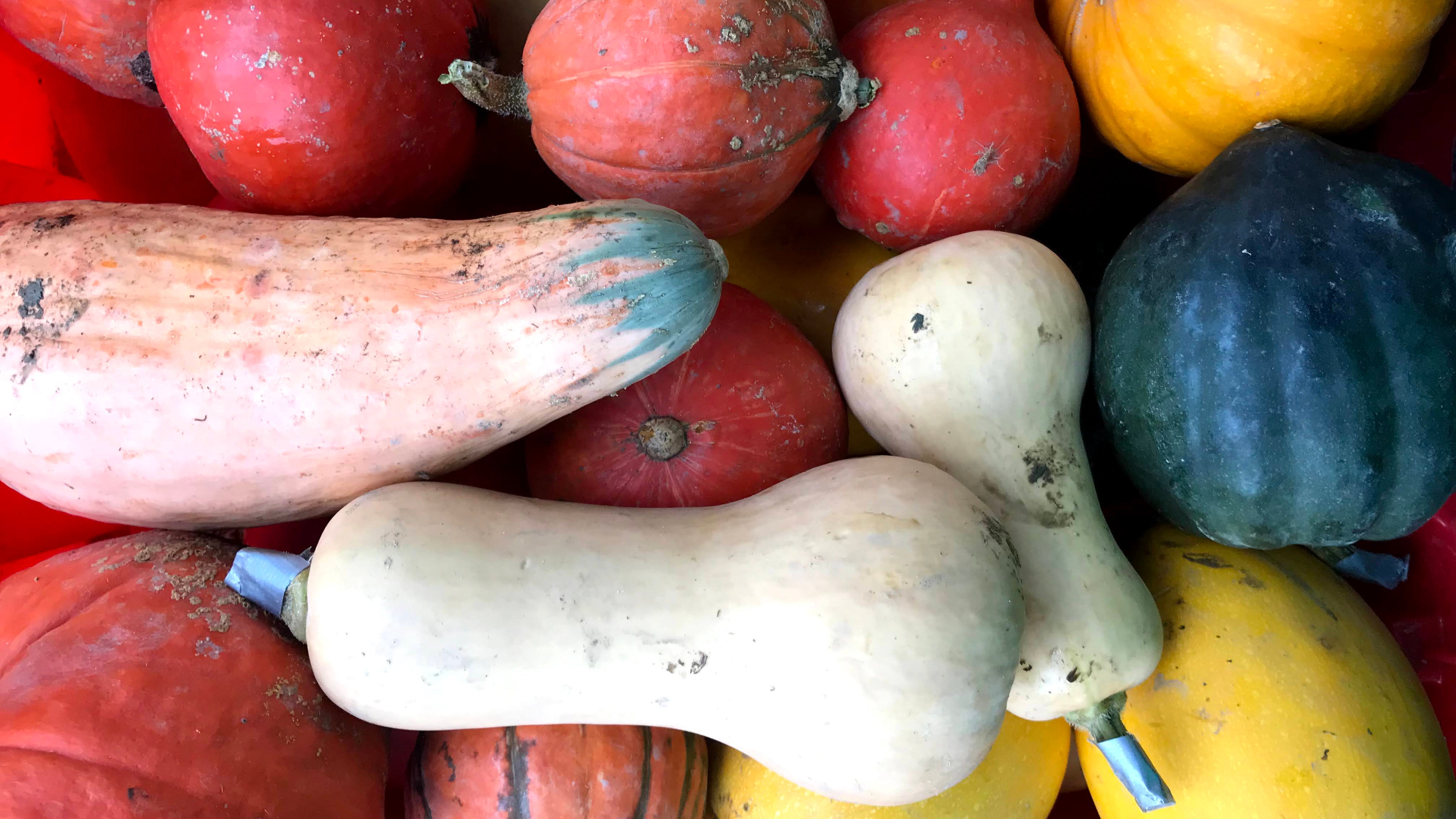 Winter Squash getting ready to be packed at Norwich Meadows Farm