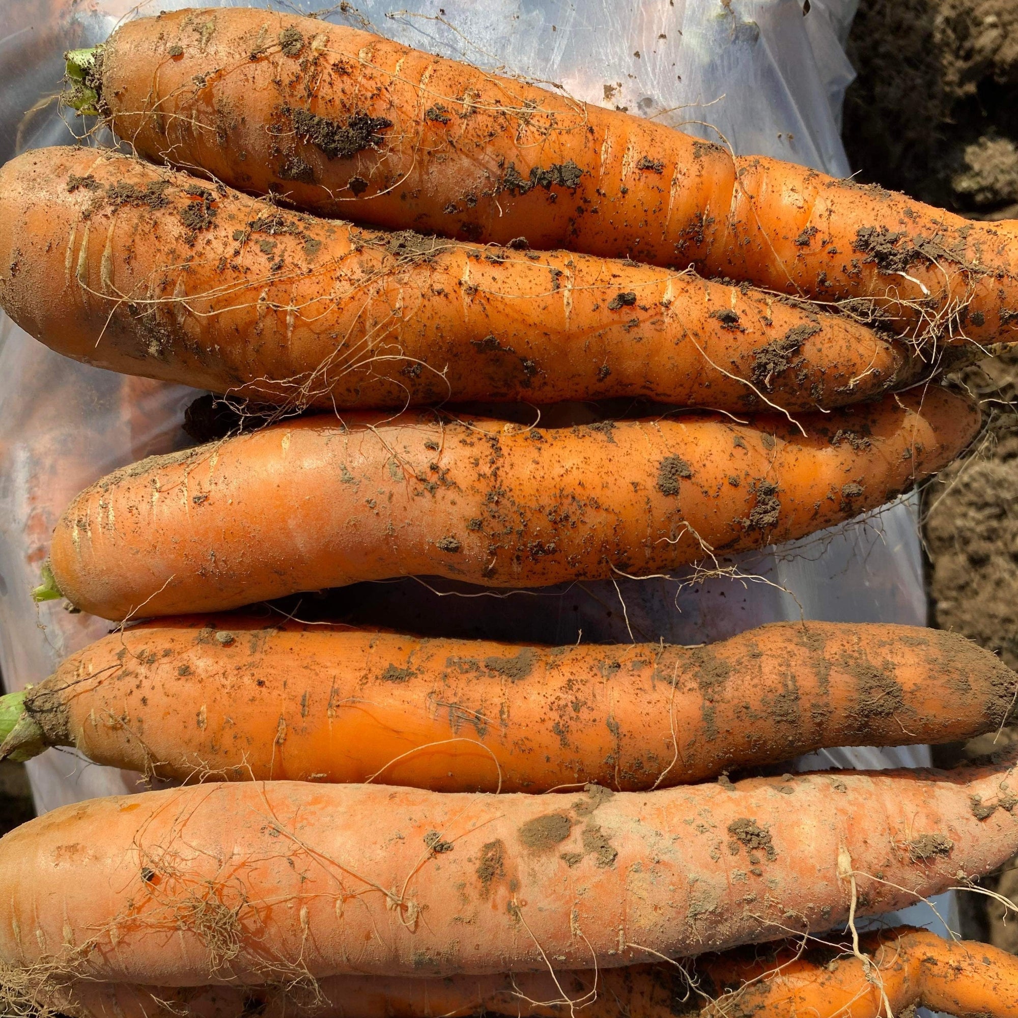 Carrots harvested for winter storage