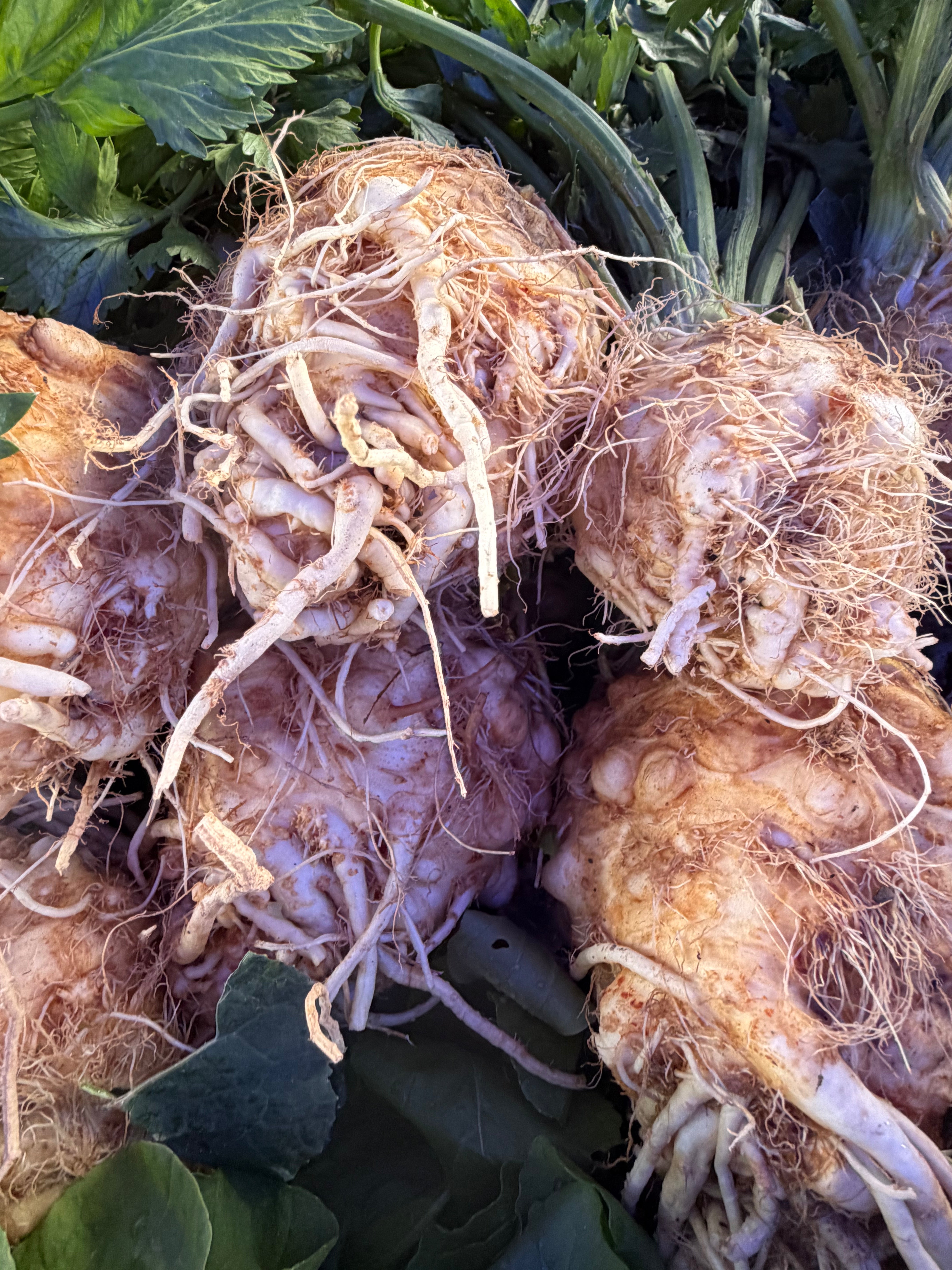 Close-up of freshly harvested celeriac (celery root) with tangled roots and leafy green tops, showcasing its rugged texture and natural, farm-fresh appearance.