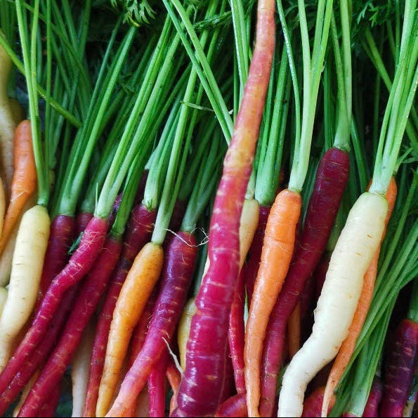 Baby Carrots for Chef's Box