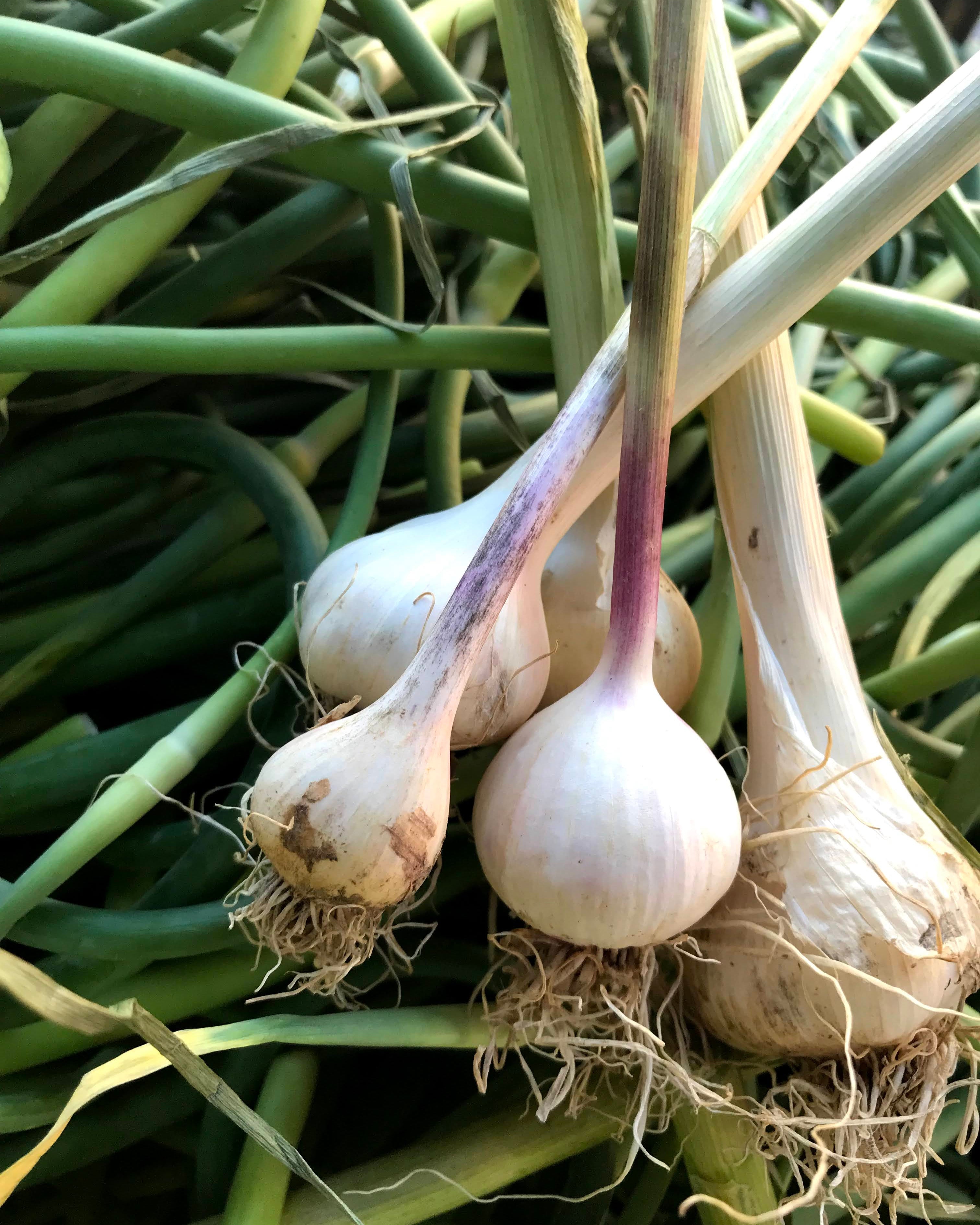Fresh Garlic for Summer CSA