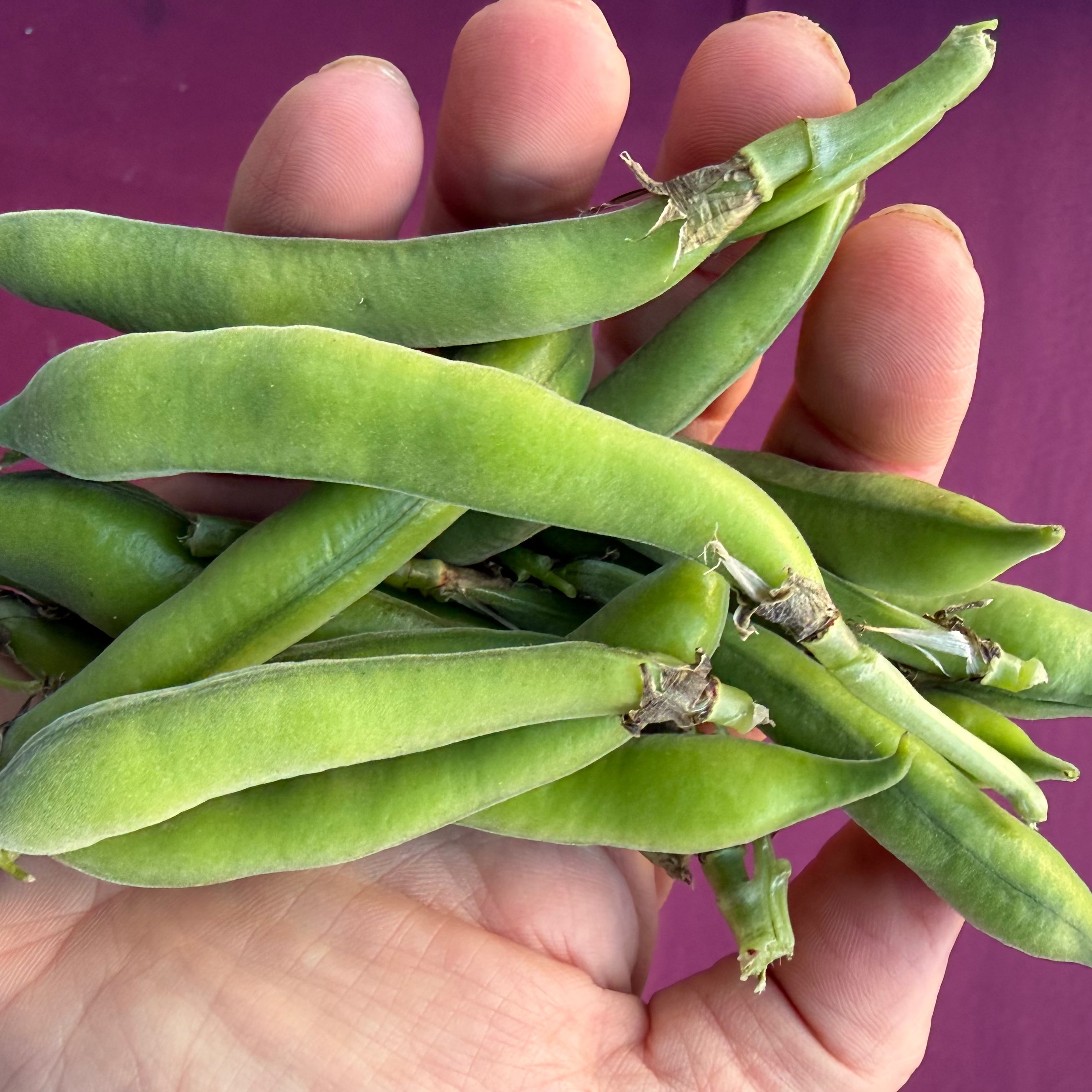 Young fresh fava beans