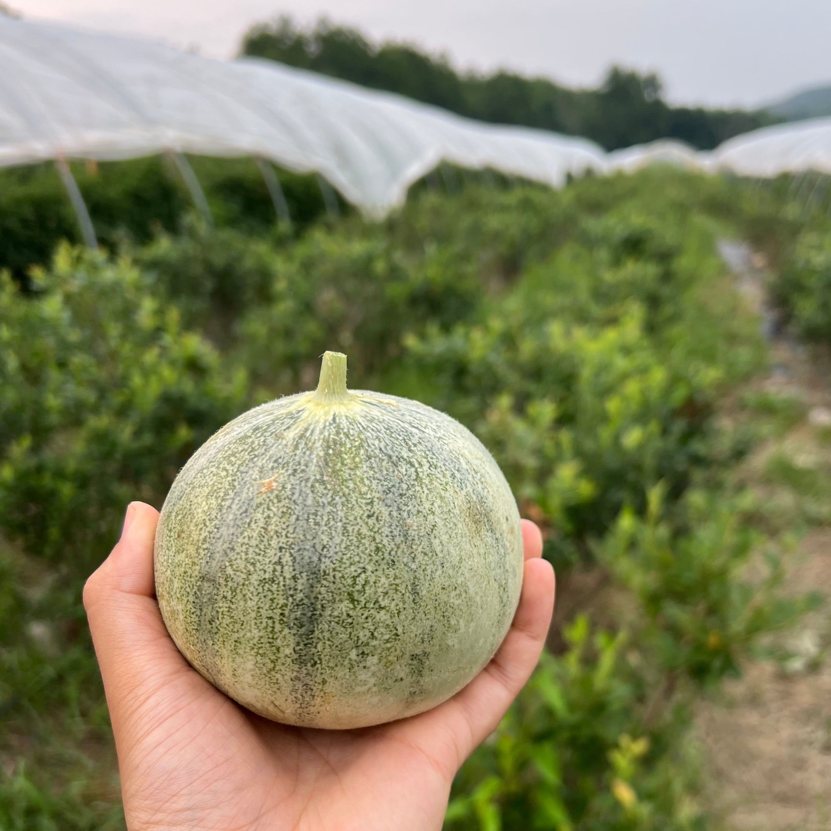 An organic Charentais melon just harvested from Norwich Meadows Farm