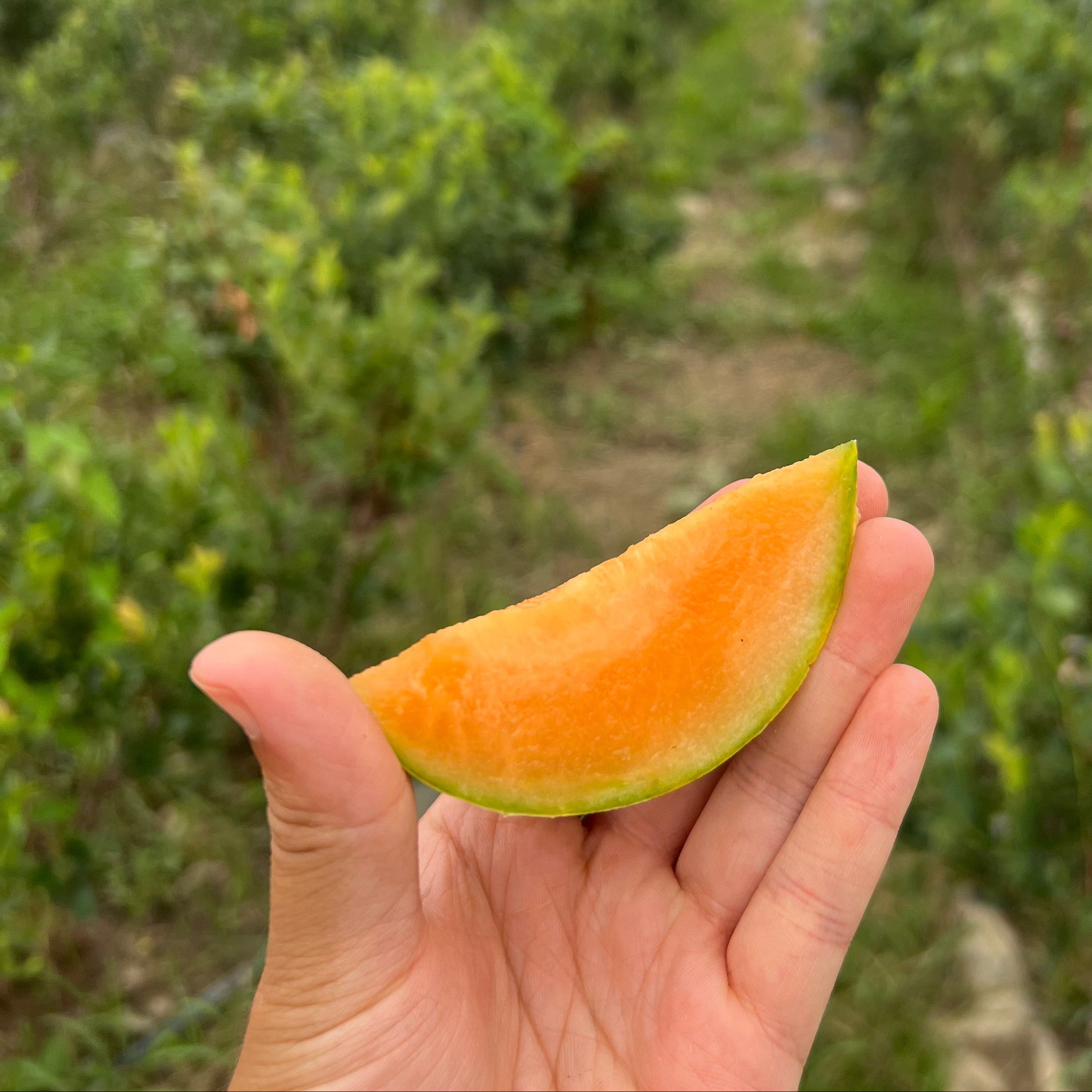 Charentais, a french cantaloupe from Norwich Meadows Farm.
