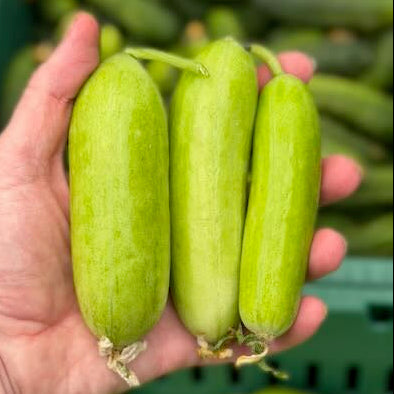 Lime Snackers - one of our best selling cucumbers.