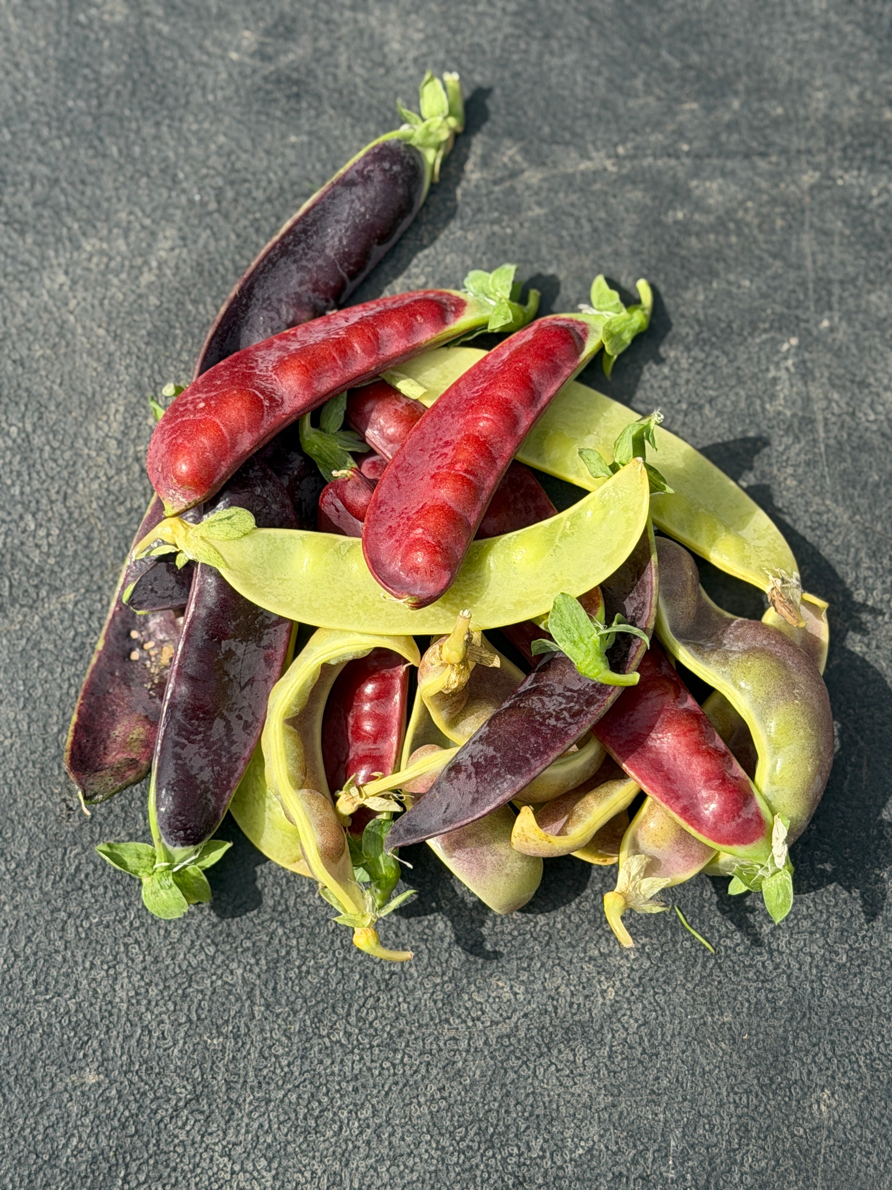 Mazourek Snow Pea Breeding Medley