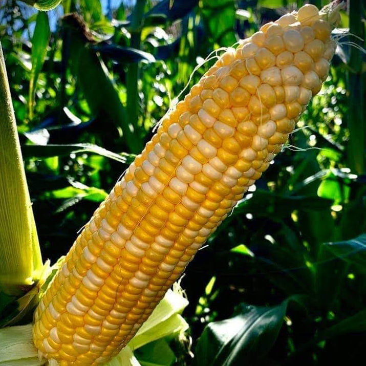 Corn ready for getting picked for CSA