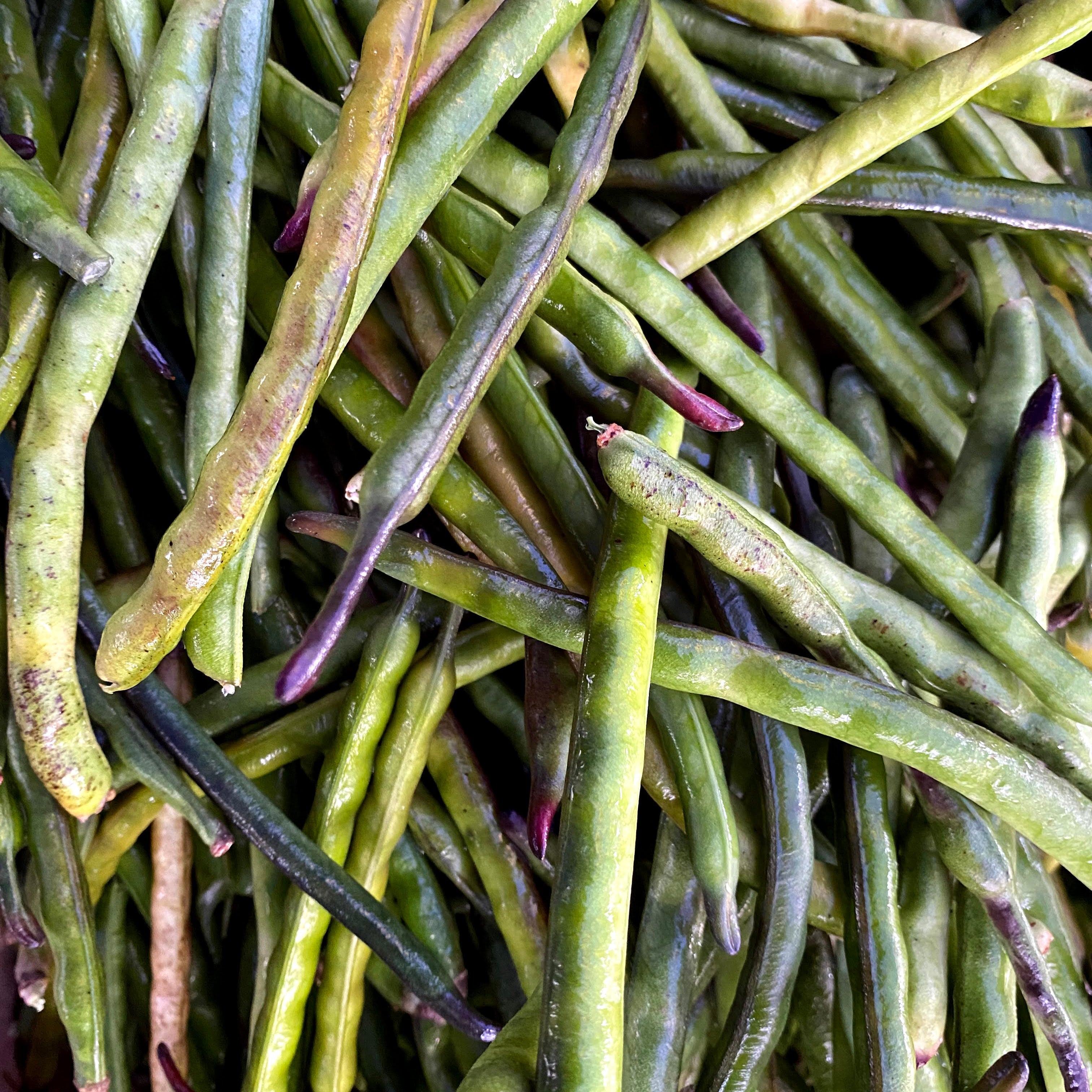New variety of shelling bean bred on our farm.