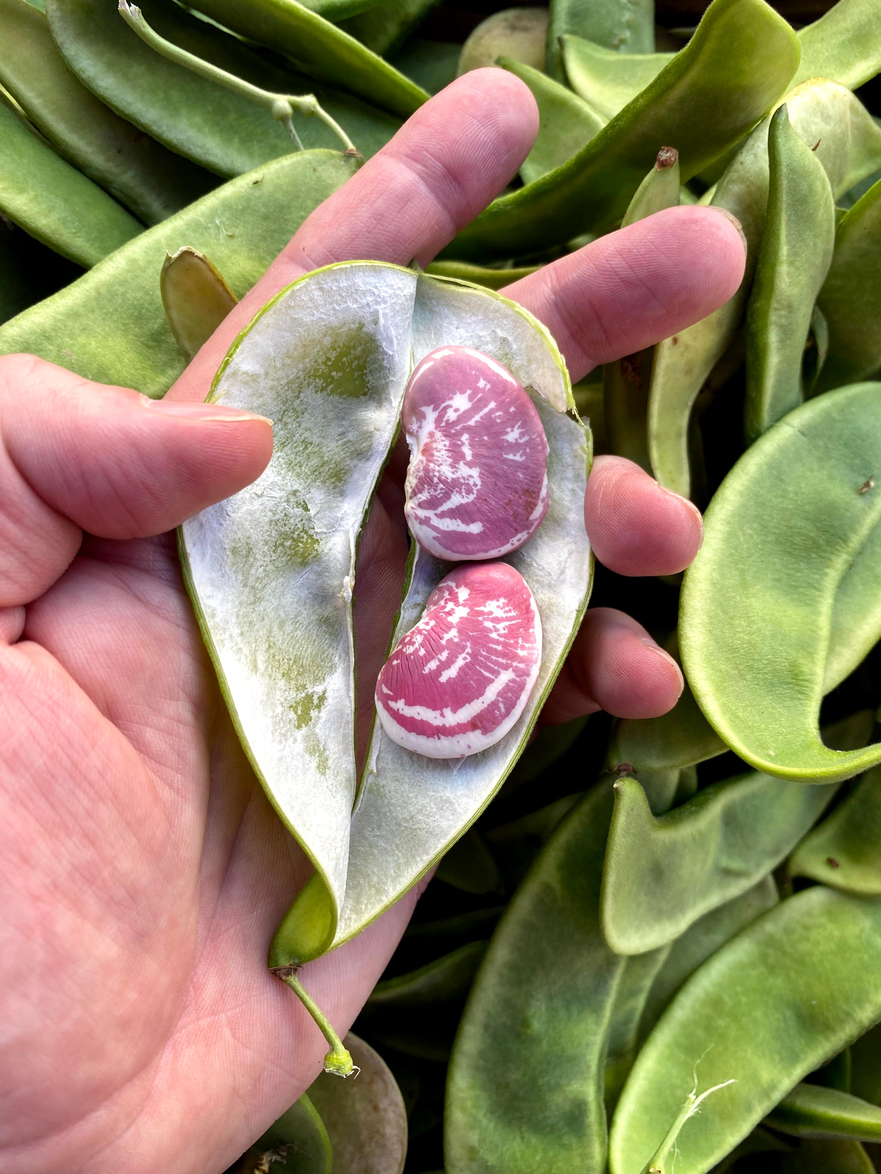 Fresh Shelling Bean Collection