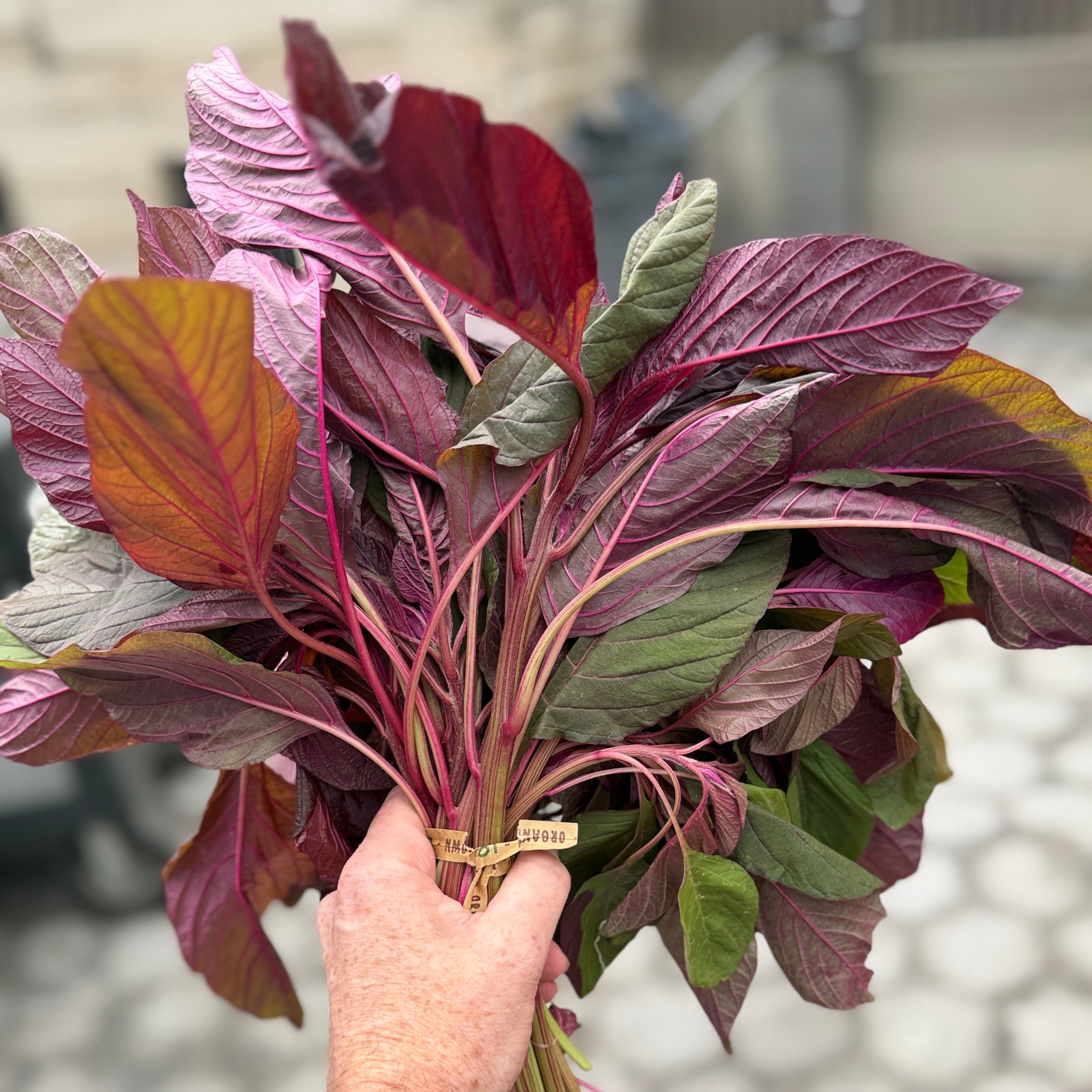 A hand holding a bundle of fresh red amaranth greens, which feature deep burgundy-red and purple leaves with some green, tied with a small paper tag, against a blurred outdoor background.
