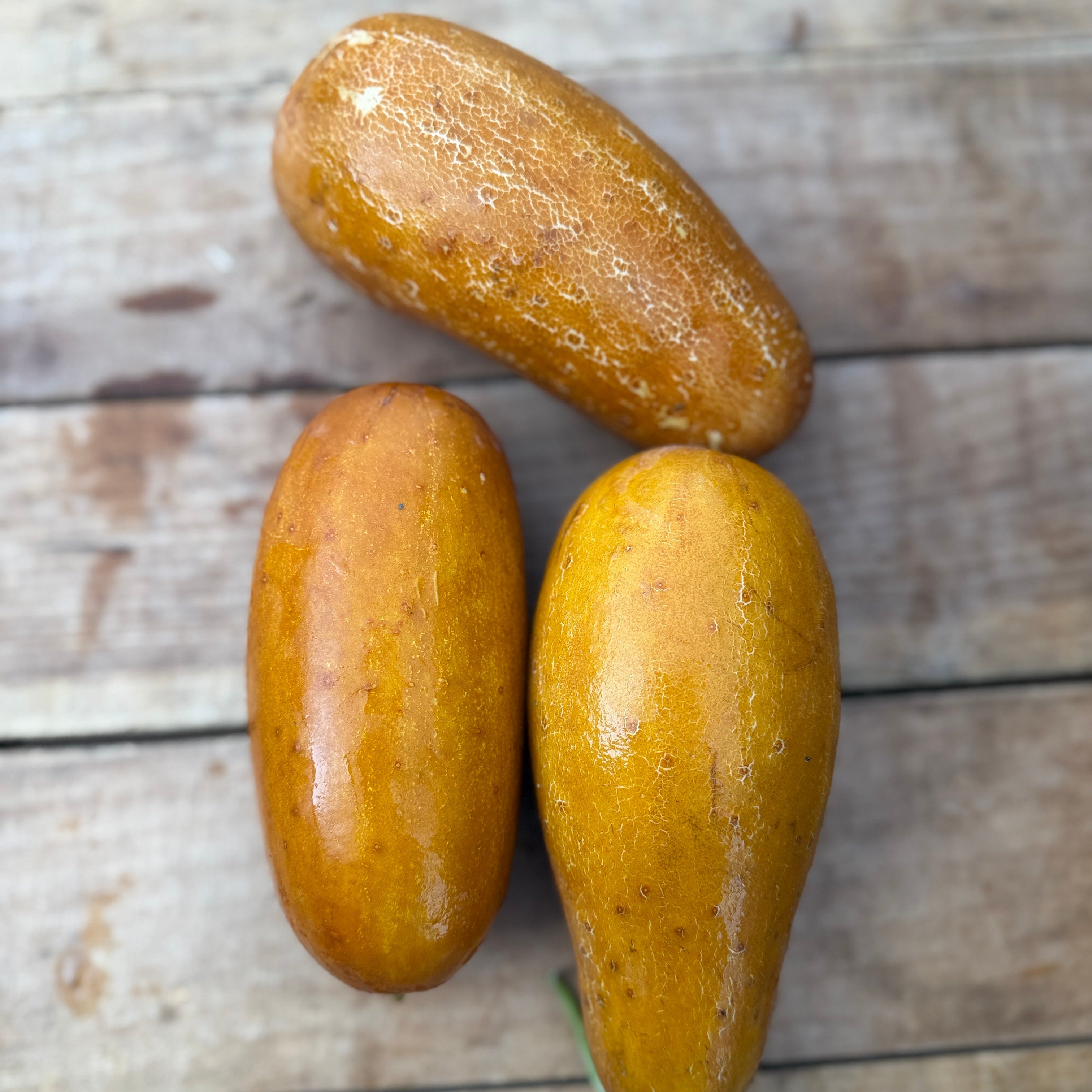Poonah Indin Cucumber
