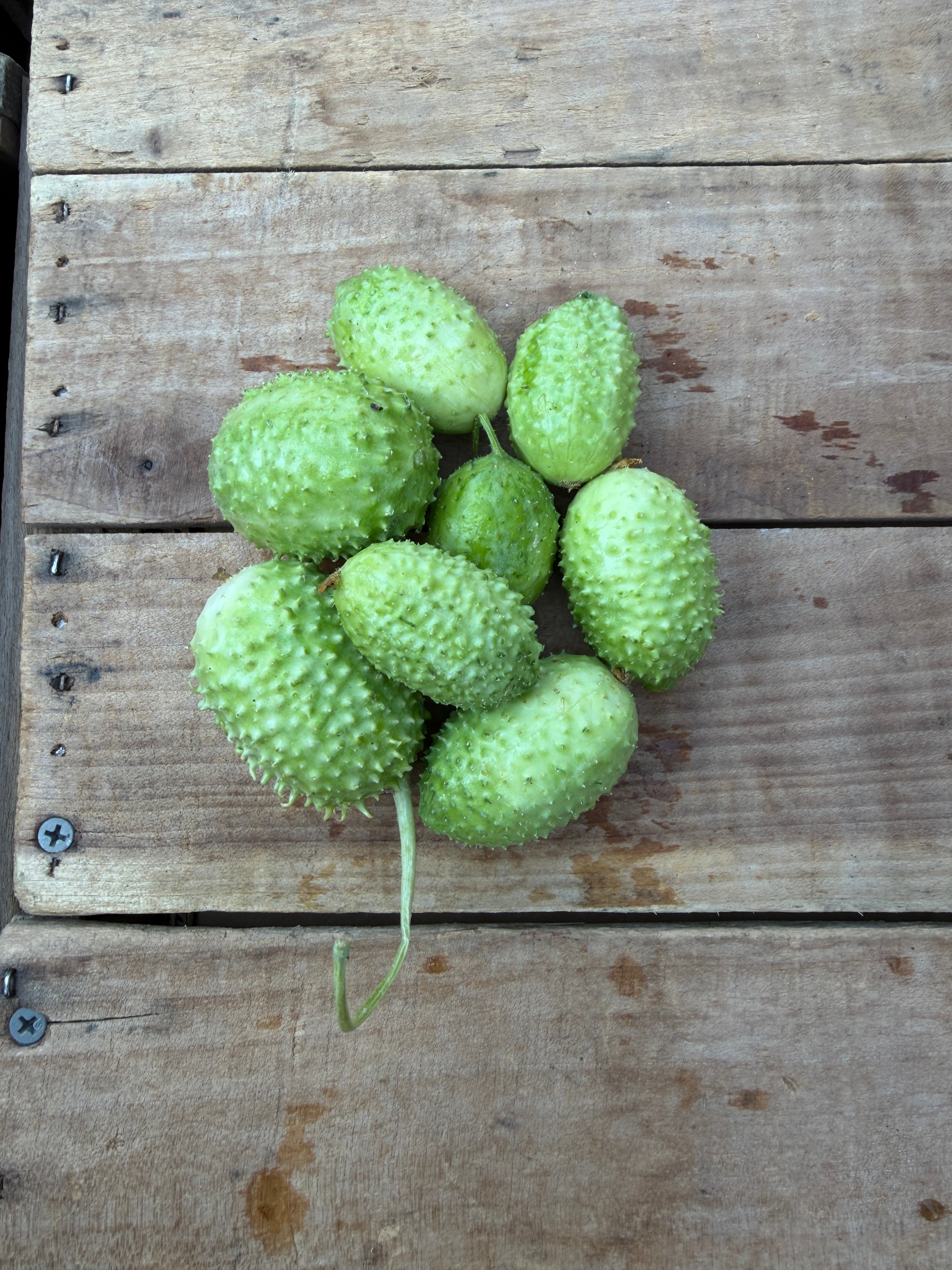 Specialty Pickling Cucumber Collection