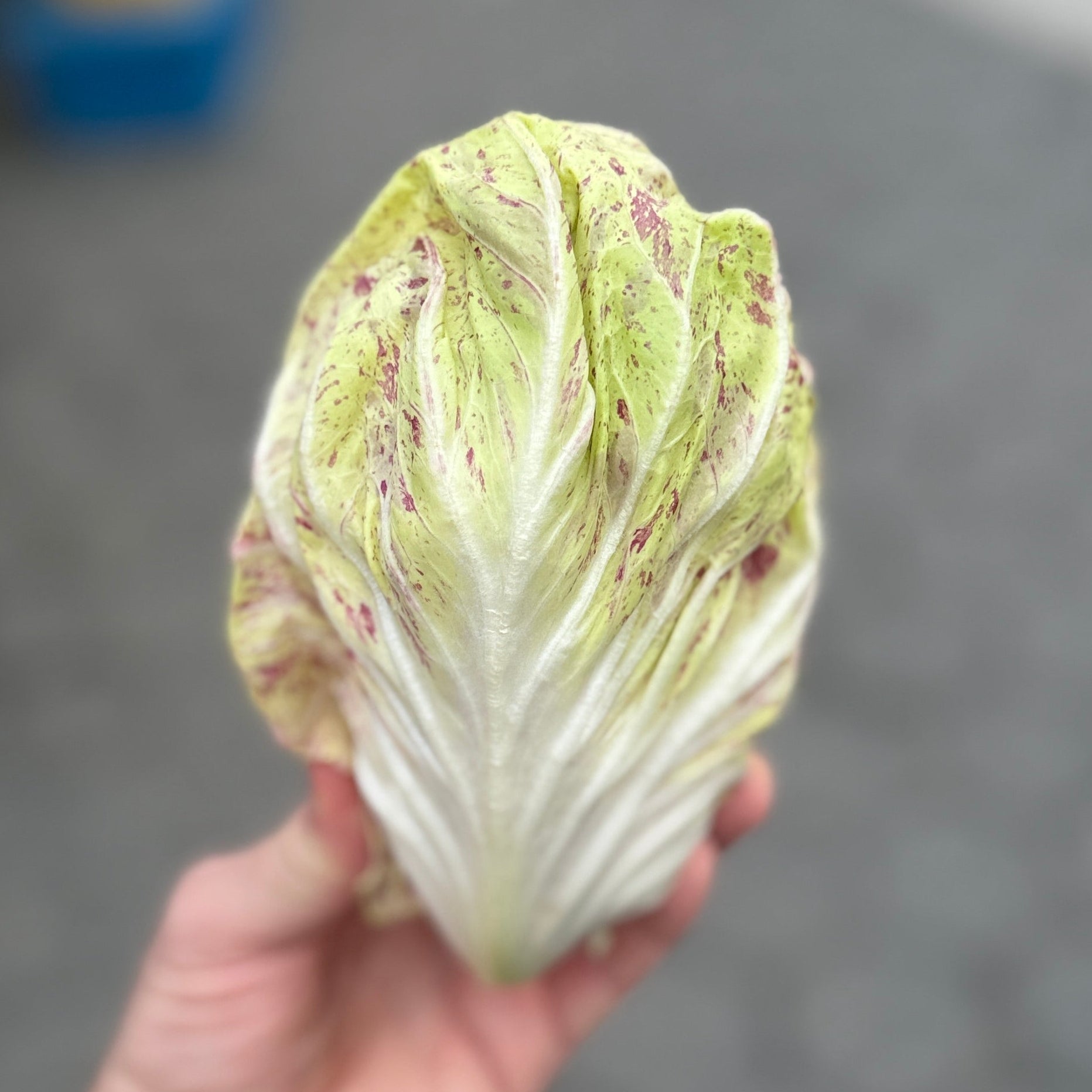 Casltelfranco Radicchio grown at Norwich Meadows Farm. A wonderful Summer Chicory.