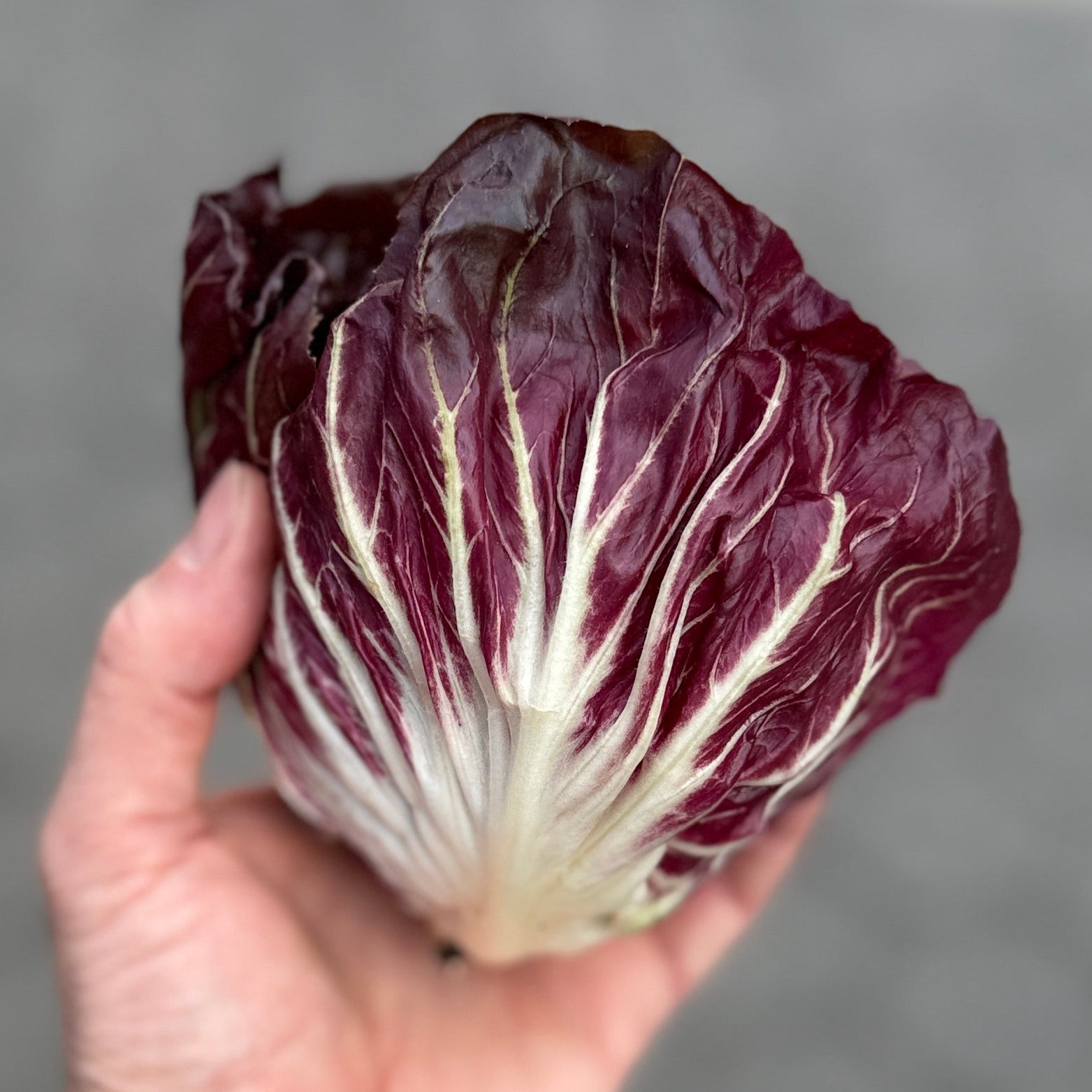 Radicchio - grow n the summer by norwich meadows farm and shipped nationwide