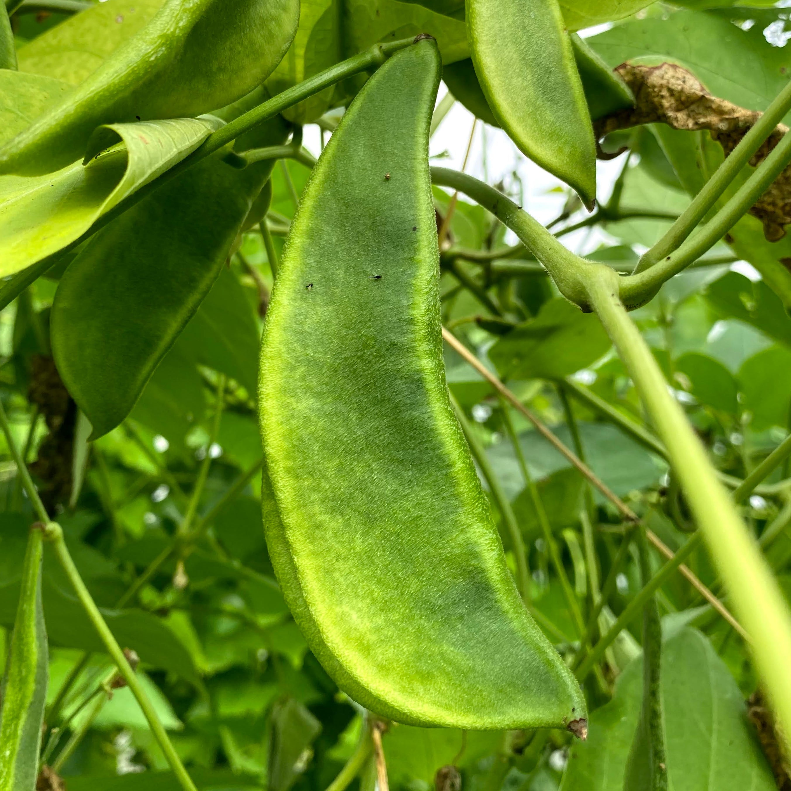 Fresh Lima Beans on Norwich Meadows Farm.