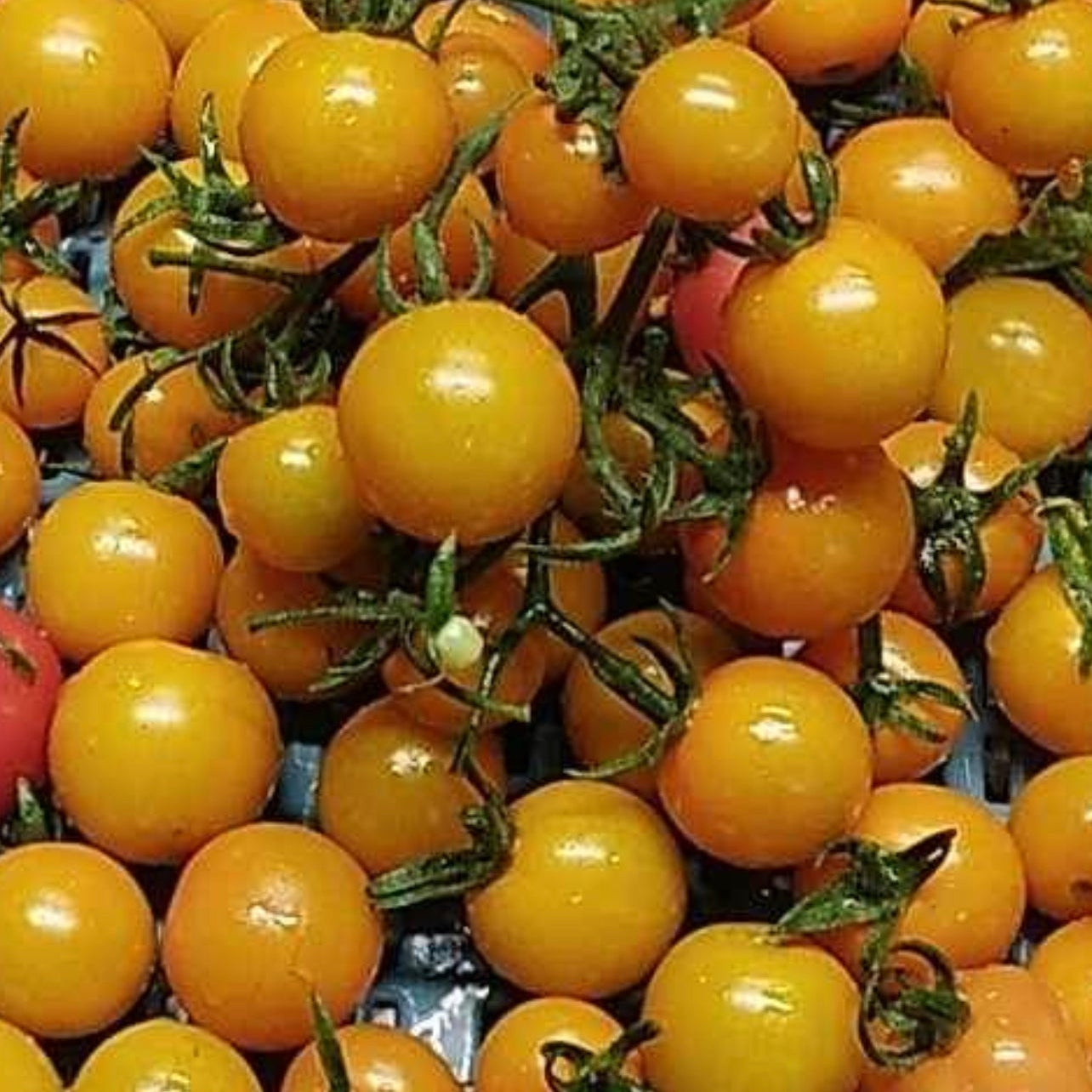 Yellow cherries - ready for eating!