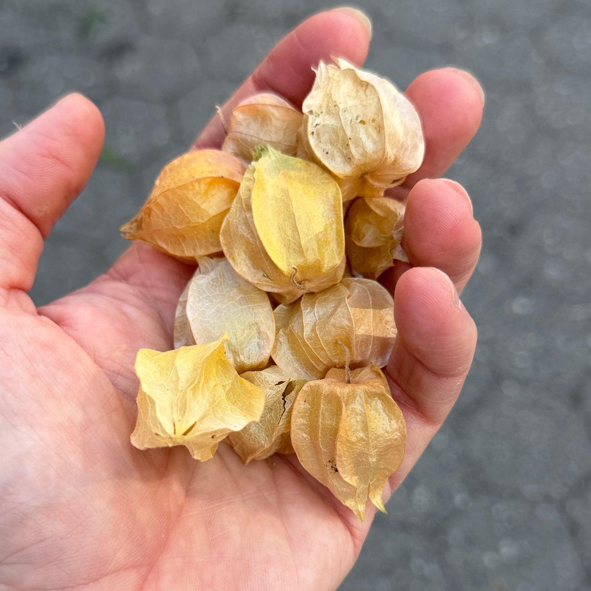 Husk Cherries at Union Square.