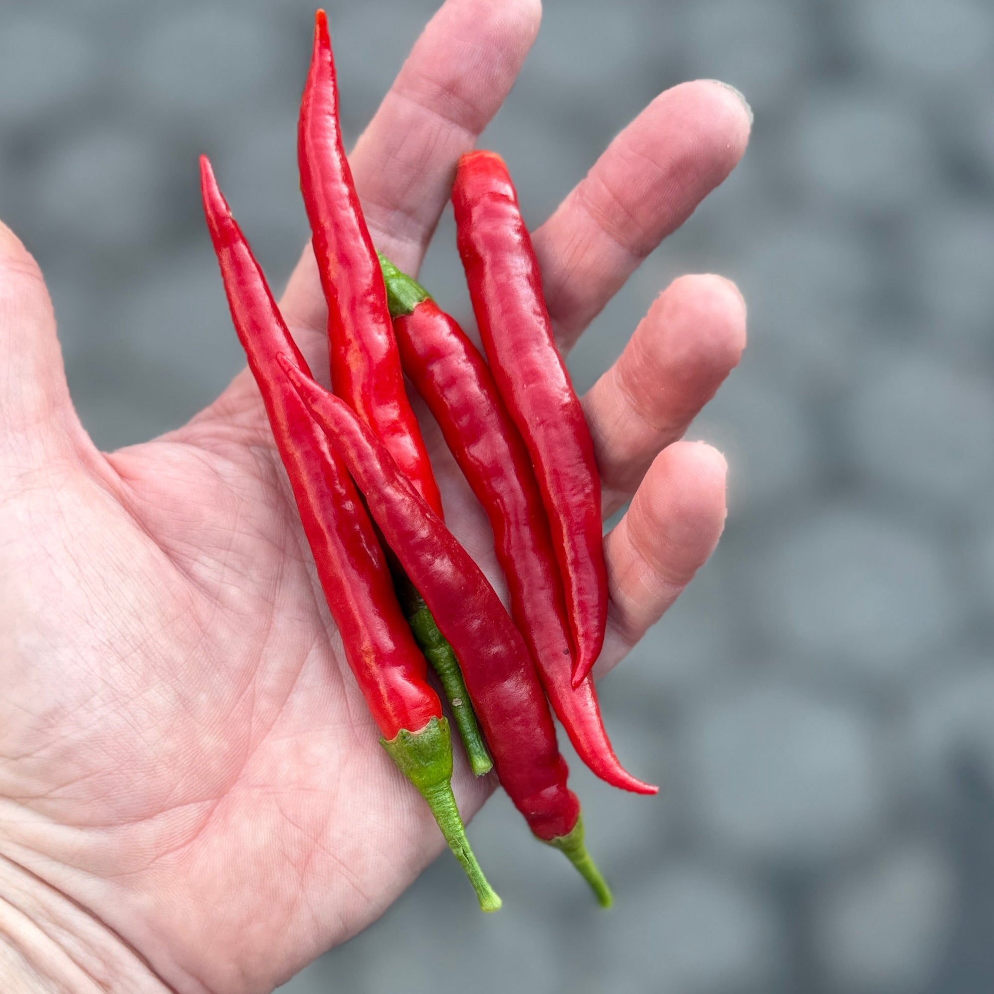 Calabrian Peppers - grown on Norwich Meadows Farm, sold fresh at Union Square Green Market and Online.