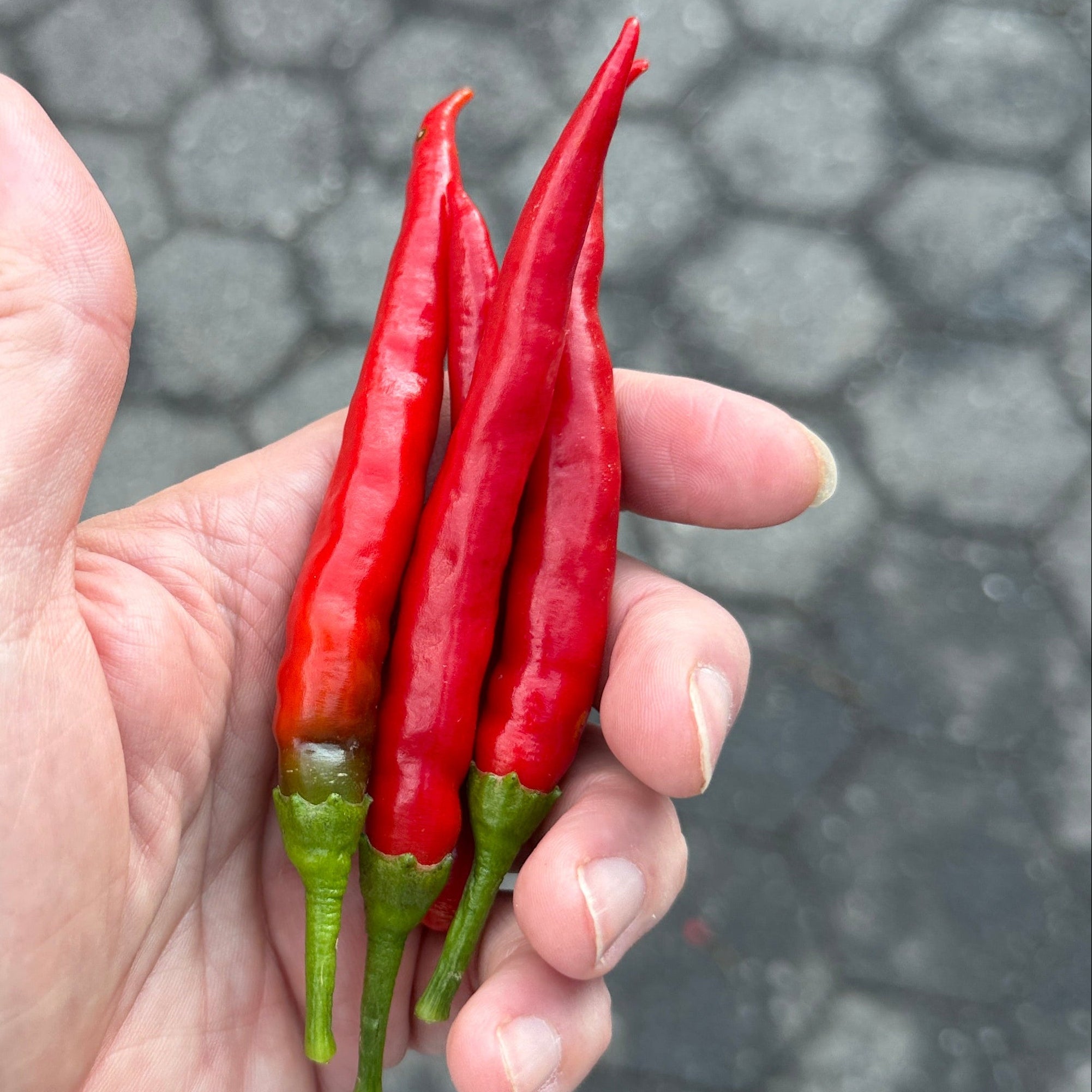 Fresh Calabrian Peppers - grown by Norwich Meadowss Farm.