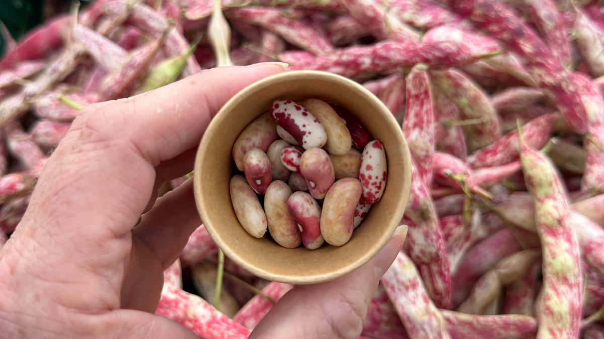 Fresh Borlotti Beans