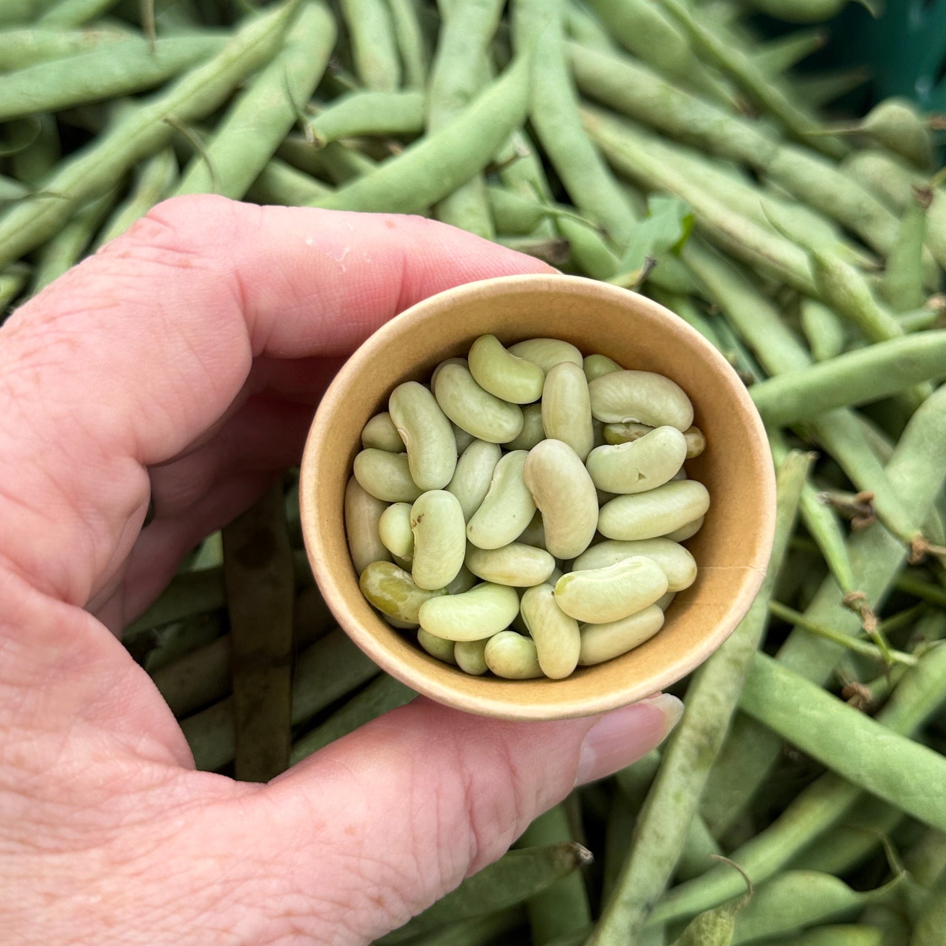 Flageolet Beans - 3lb or 5lb box