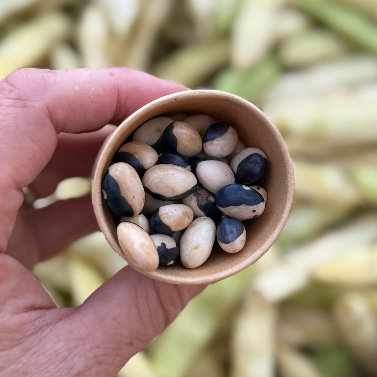 Fresh organic Calypso shelling beans from Norwich Meadows Farm