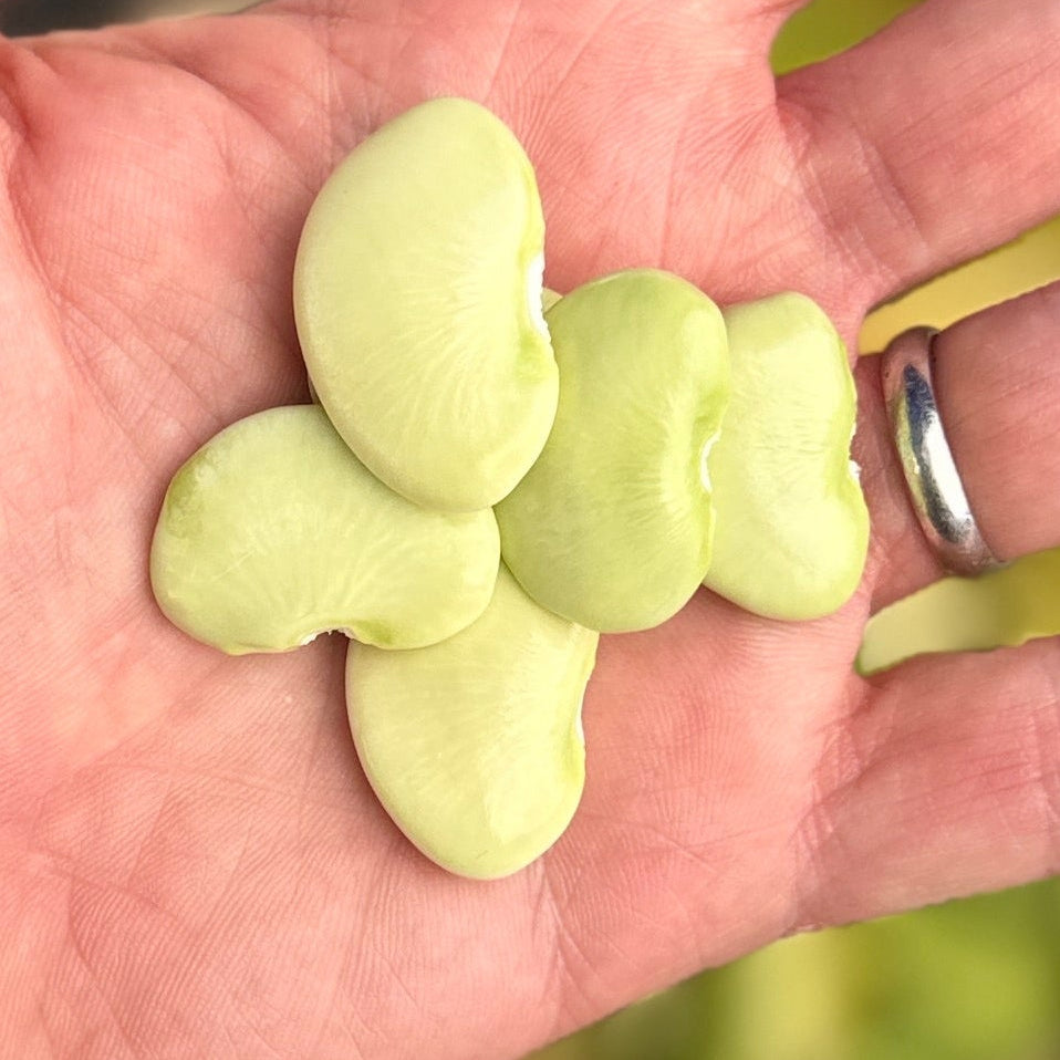 Brant holding fresh lima beans at Union Square.