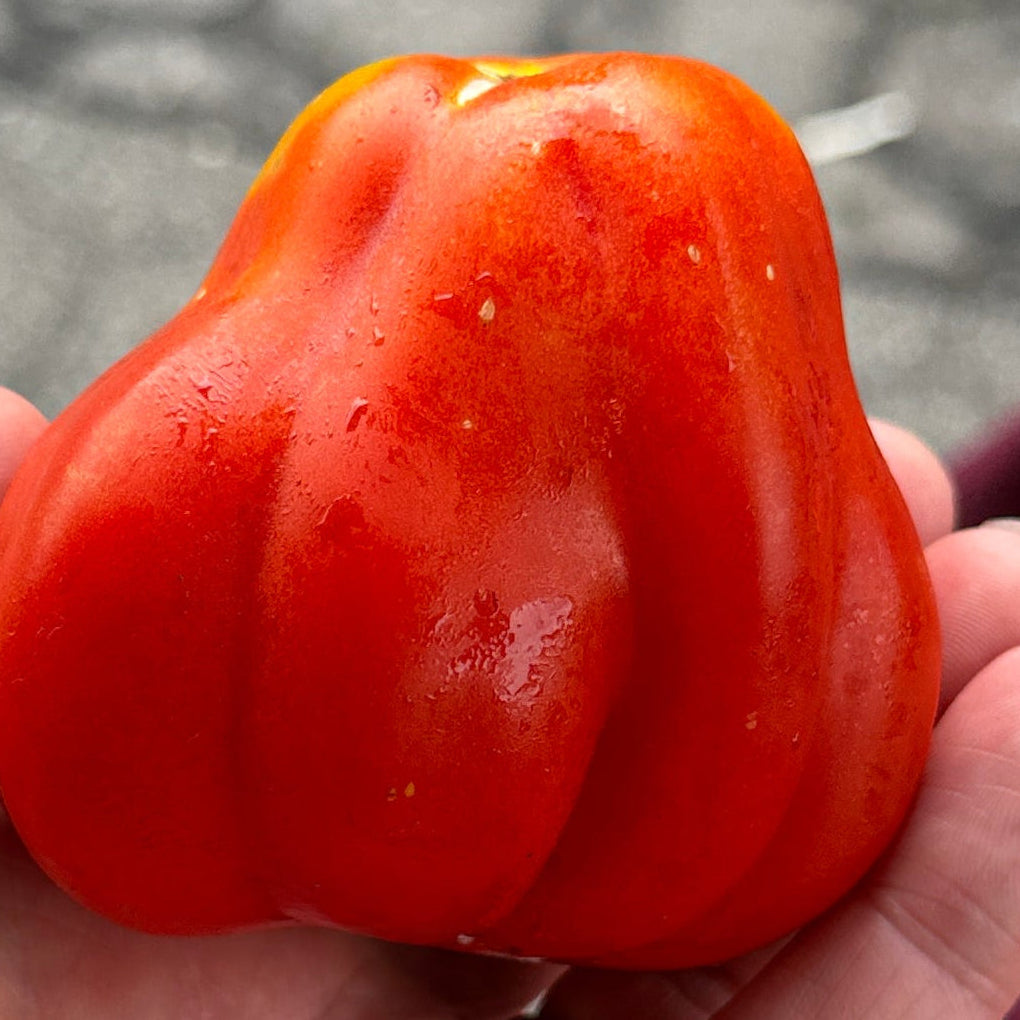 cesare's canestrino at norwich meadows farm for sale at the union square green market.