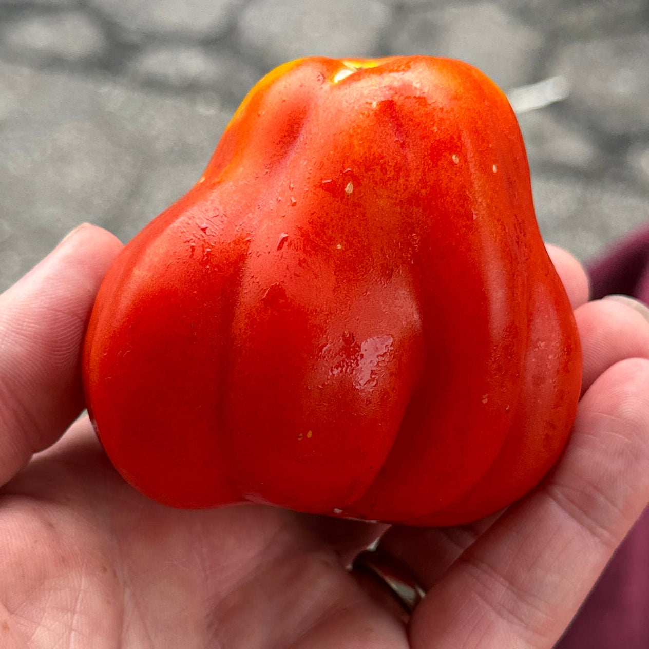 Canestrino Tomato for Sauce - Norwich Meadows Farm