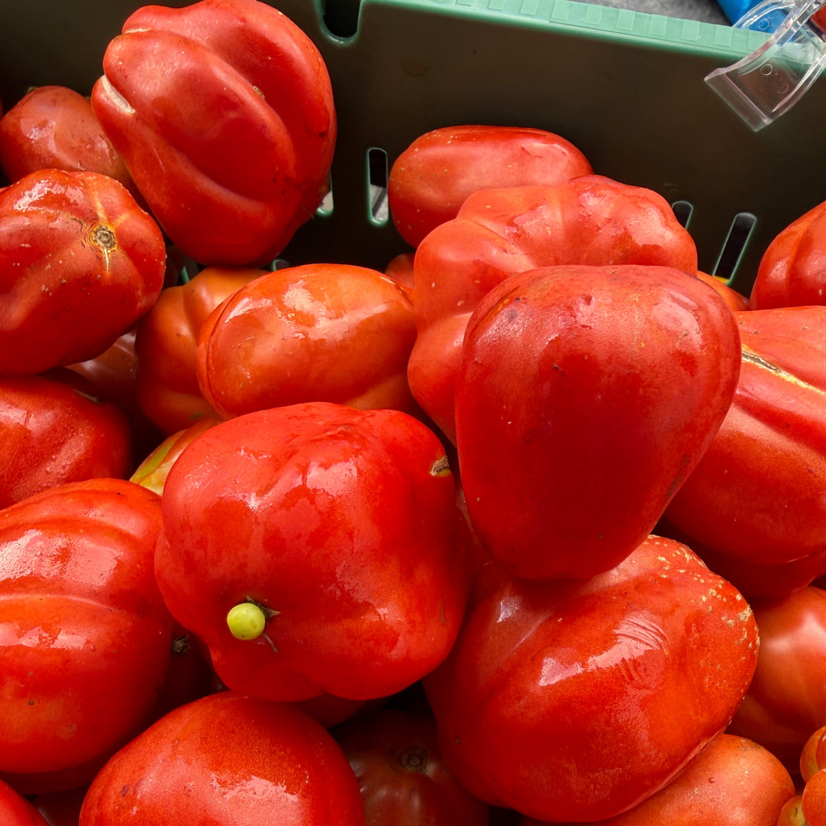 cesare's canestrino on display at the green market union suqare nyc grown by norwich meadows farm.