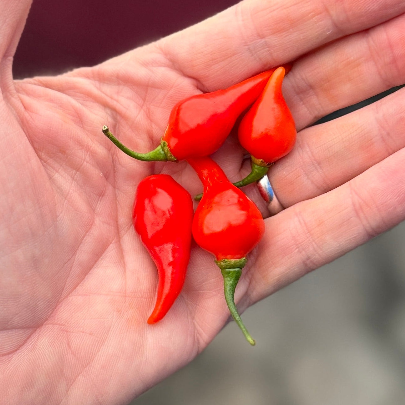 Red Biquenho Peppers grown on Norwich Meadows Farm