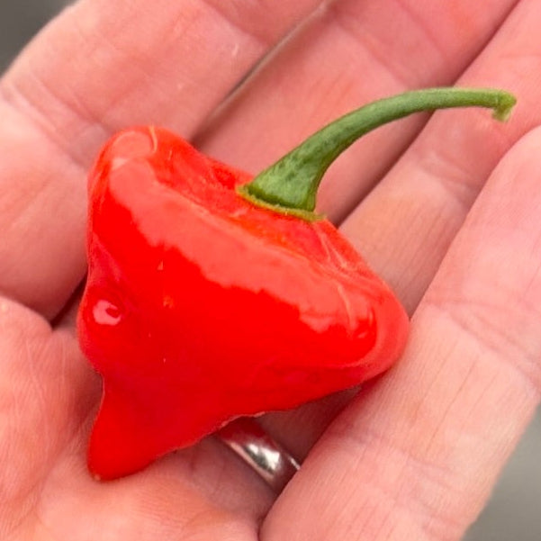 Aji dulce pepper from Norwich Meadows Farm