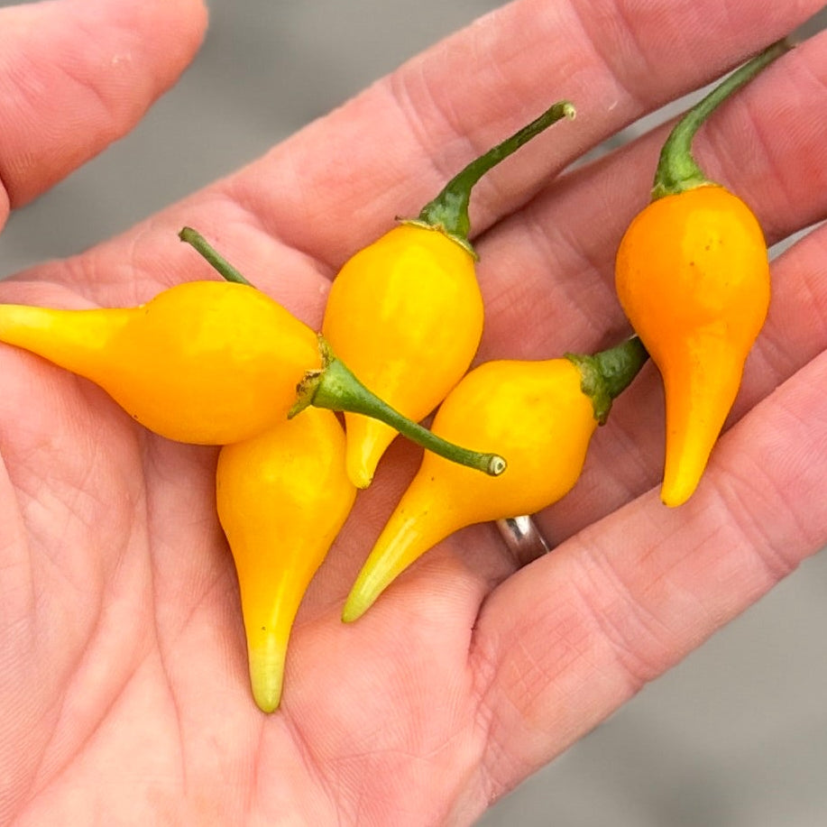 Yellow BIquenho Peppers from Norwich Meadows Farm