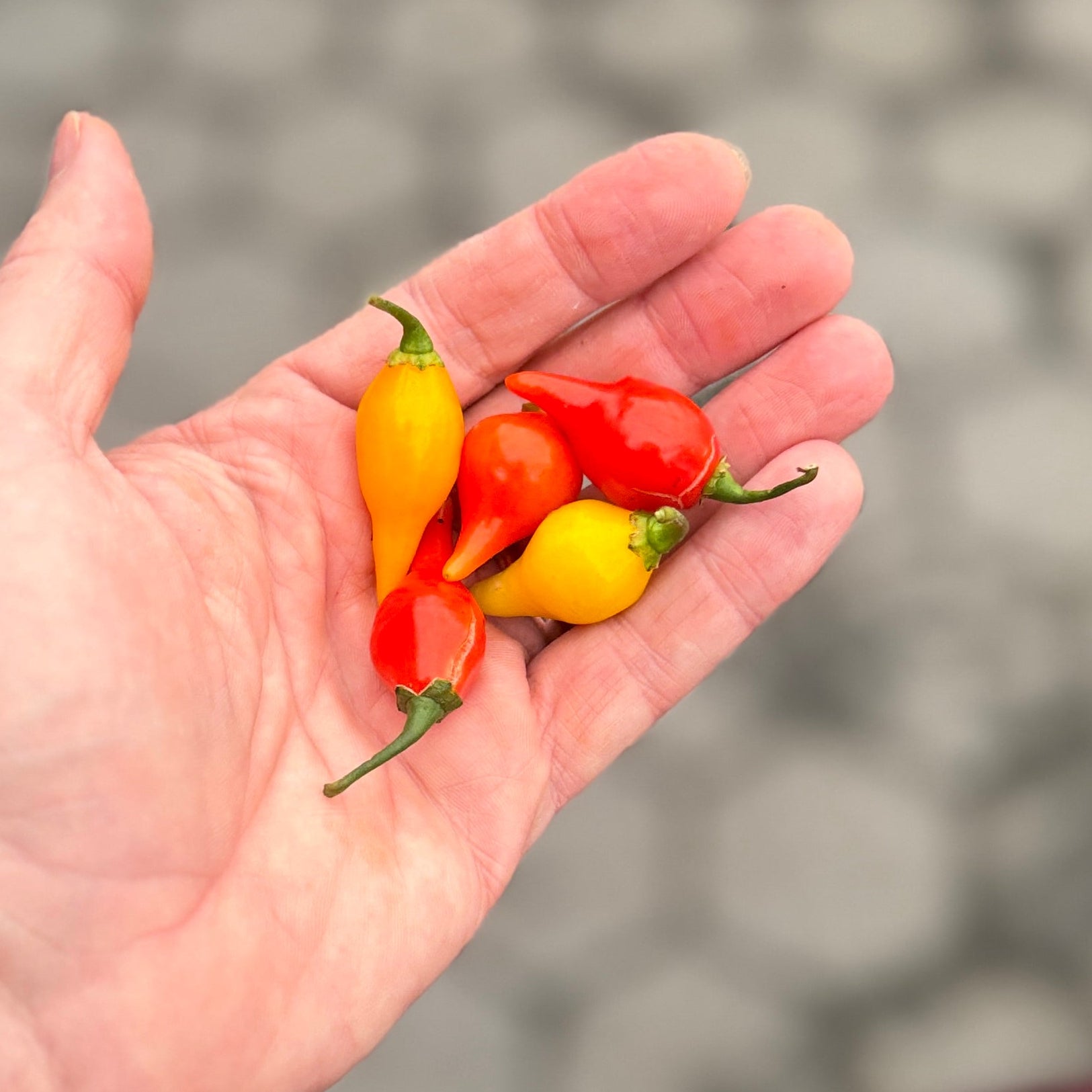 Biquenho peppers - a mix of red and yellow at Union Square Green Market - grown by norwich meadows farm.