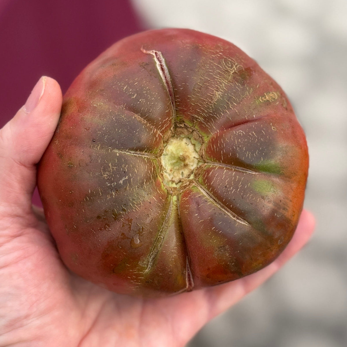 Black Heirloom Tomato at Union Square Green Market grown by Norwich Meadows Farm.