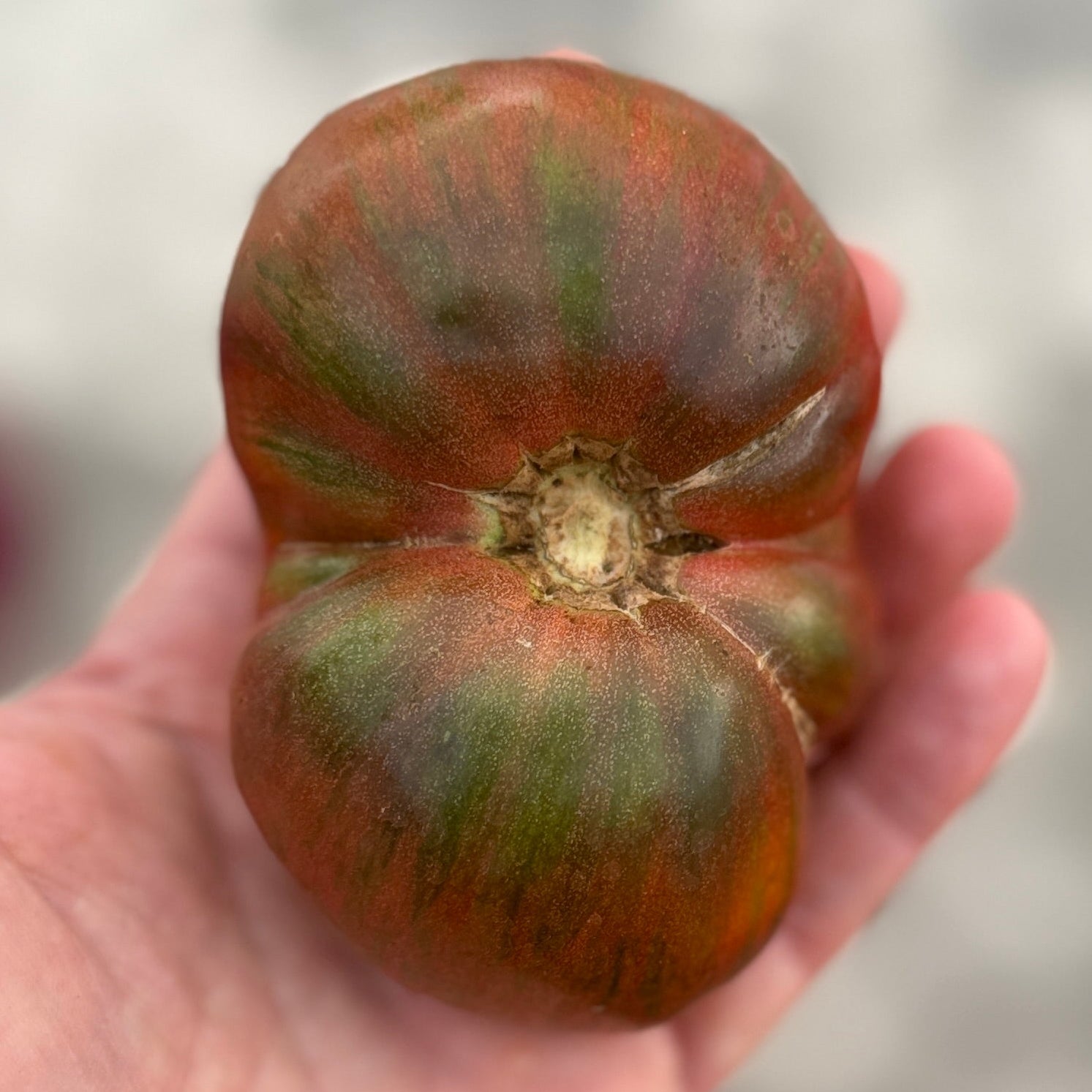 Bird's eye view of a black heirloom tomato grown by norwich medows farm.