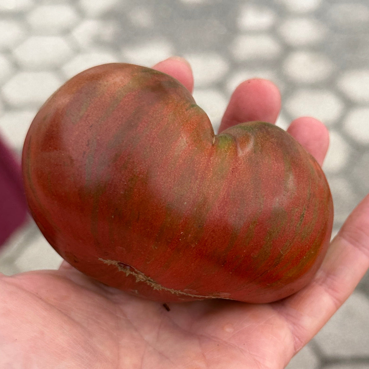 Black tomato grown by Norwich Meadows Farm.
