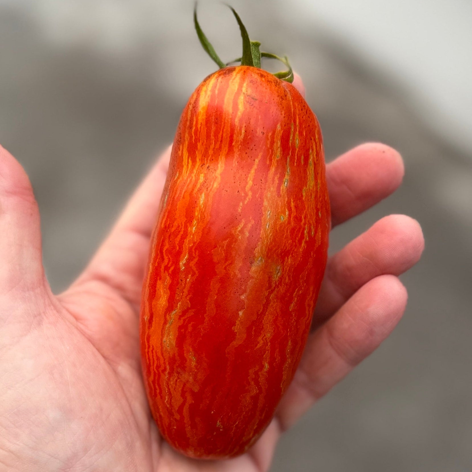 Speckled roman sauce tomation grown by Norwich Meadows Farm