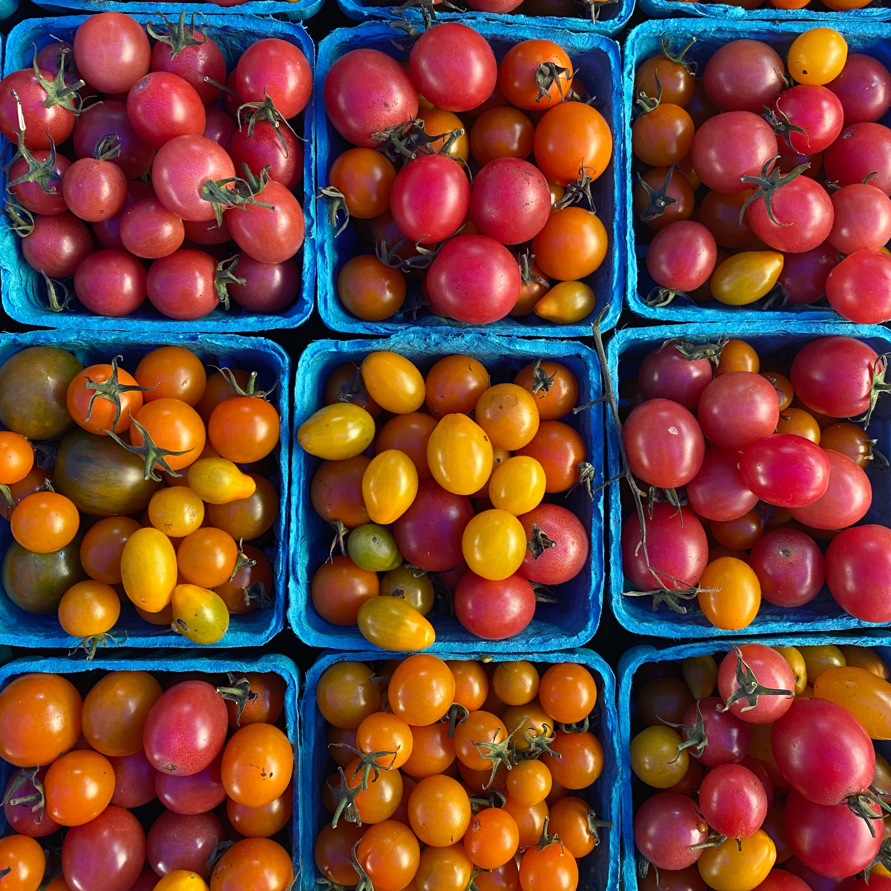 Cherry tomatoes for CSA pickup at union square green market.