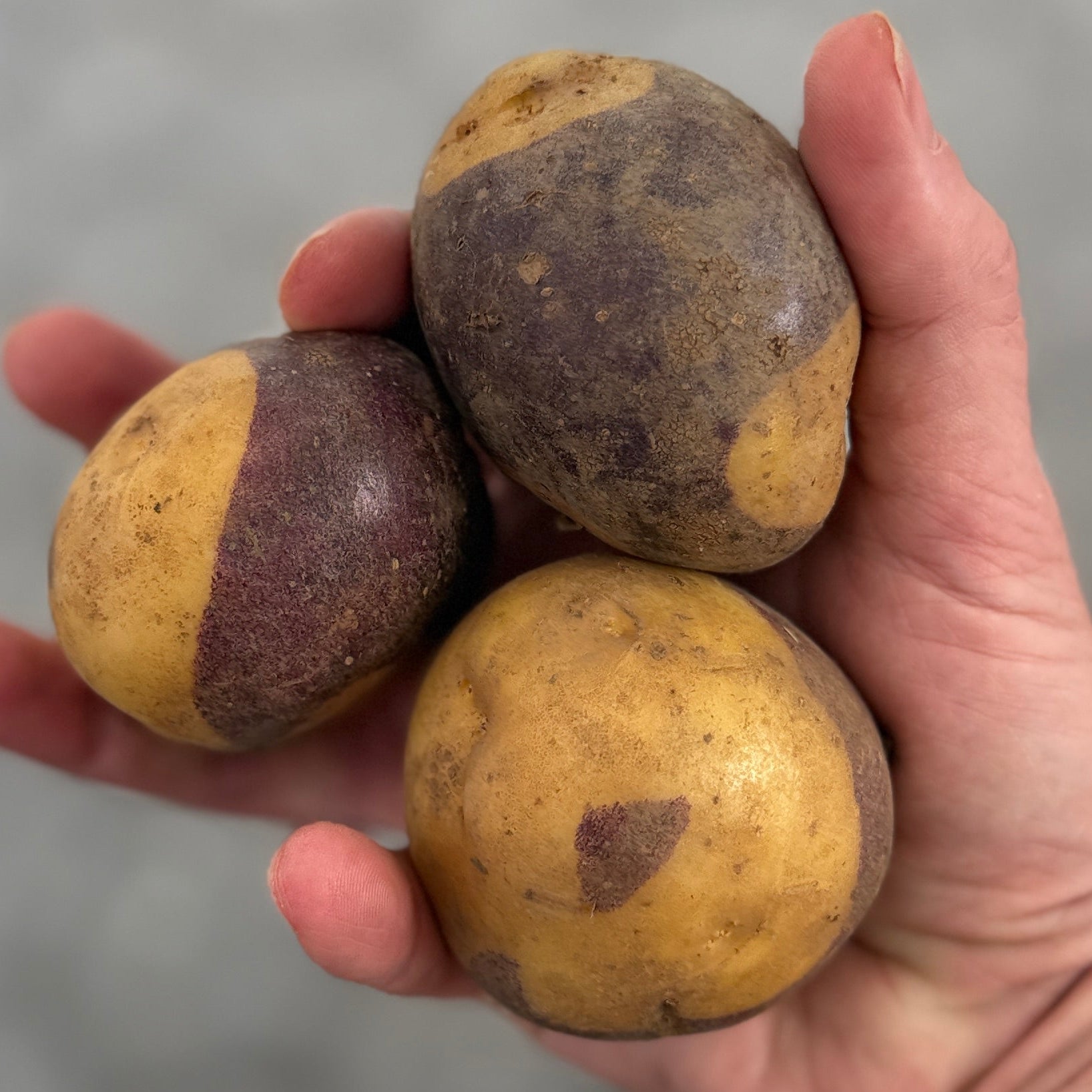 Masquerade potatoes grown organically by norwich. meadows farm in chenengo county NY