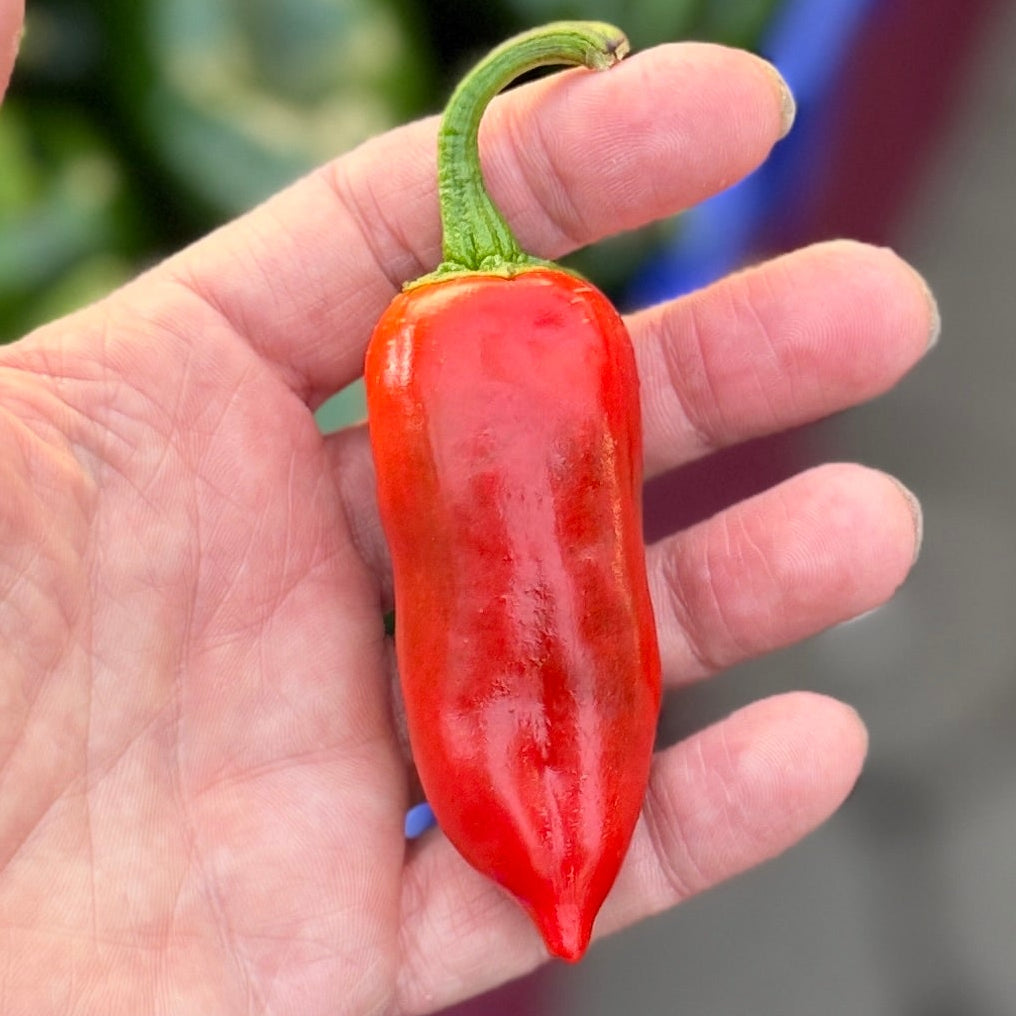 Fresh Espelette Peppers from norwich Meadows Farm.