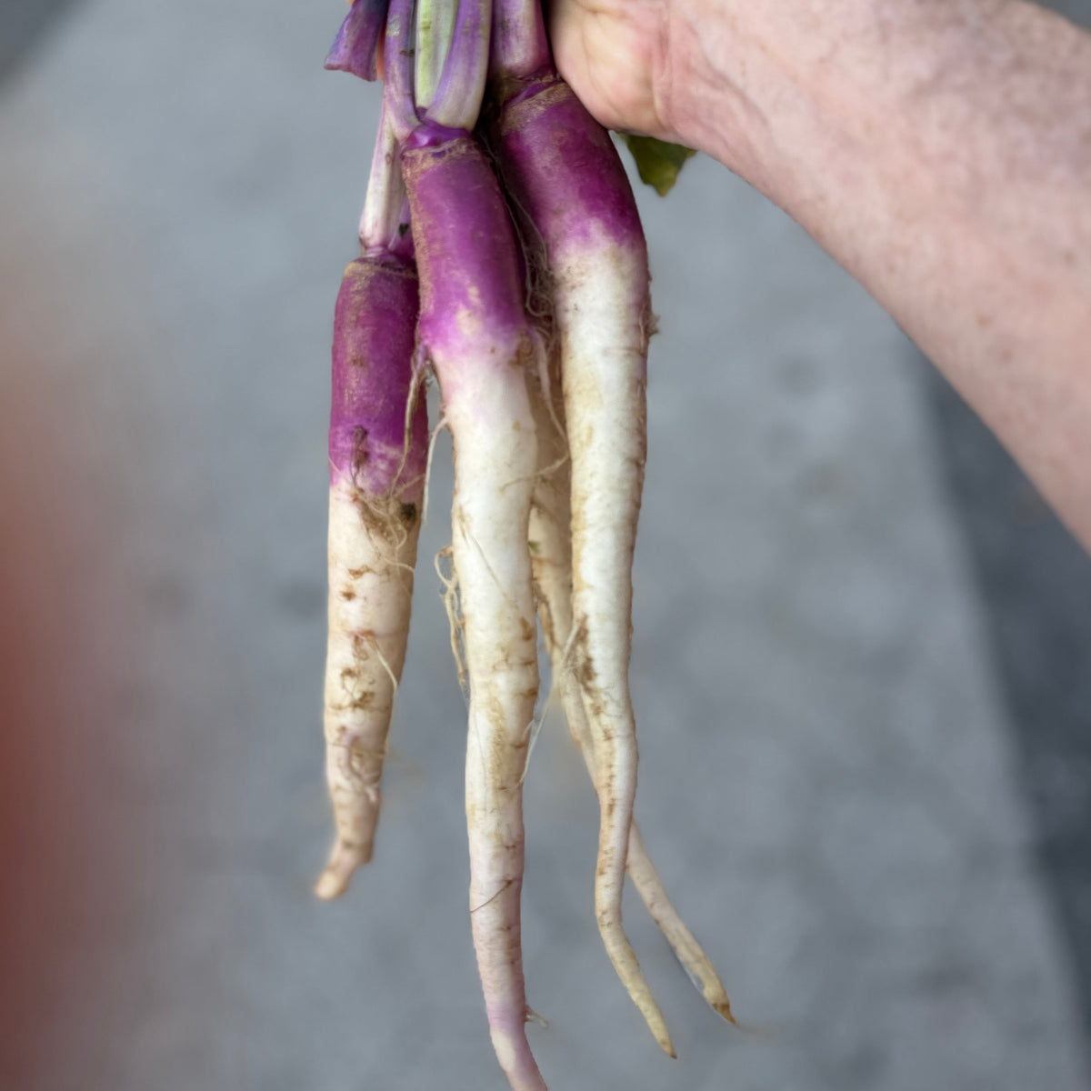 Organic Hinona Kabu - perfect for pickling!
