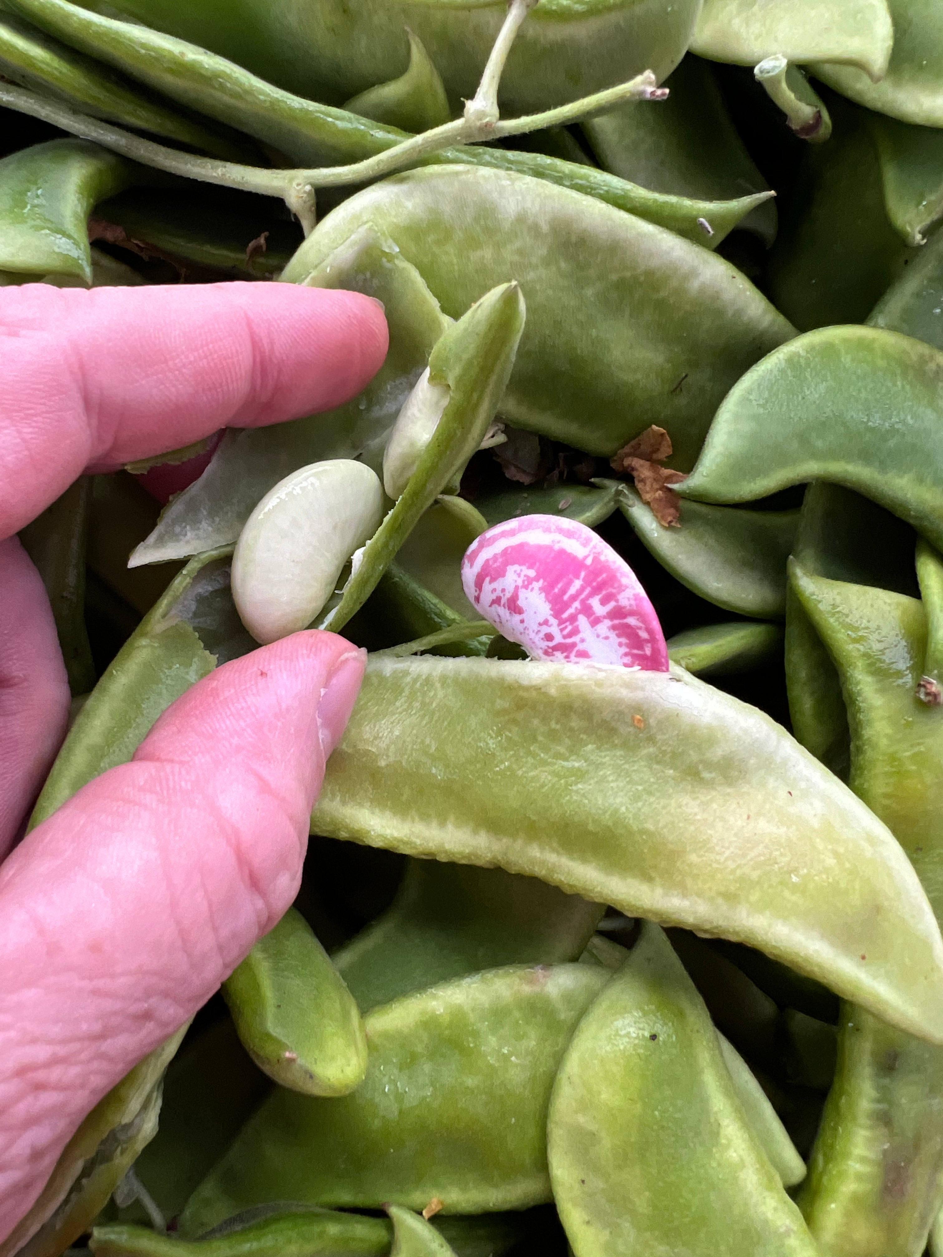 Fresh Shelling Bean Collection