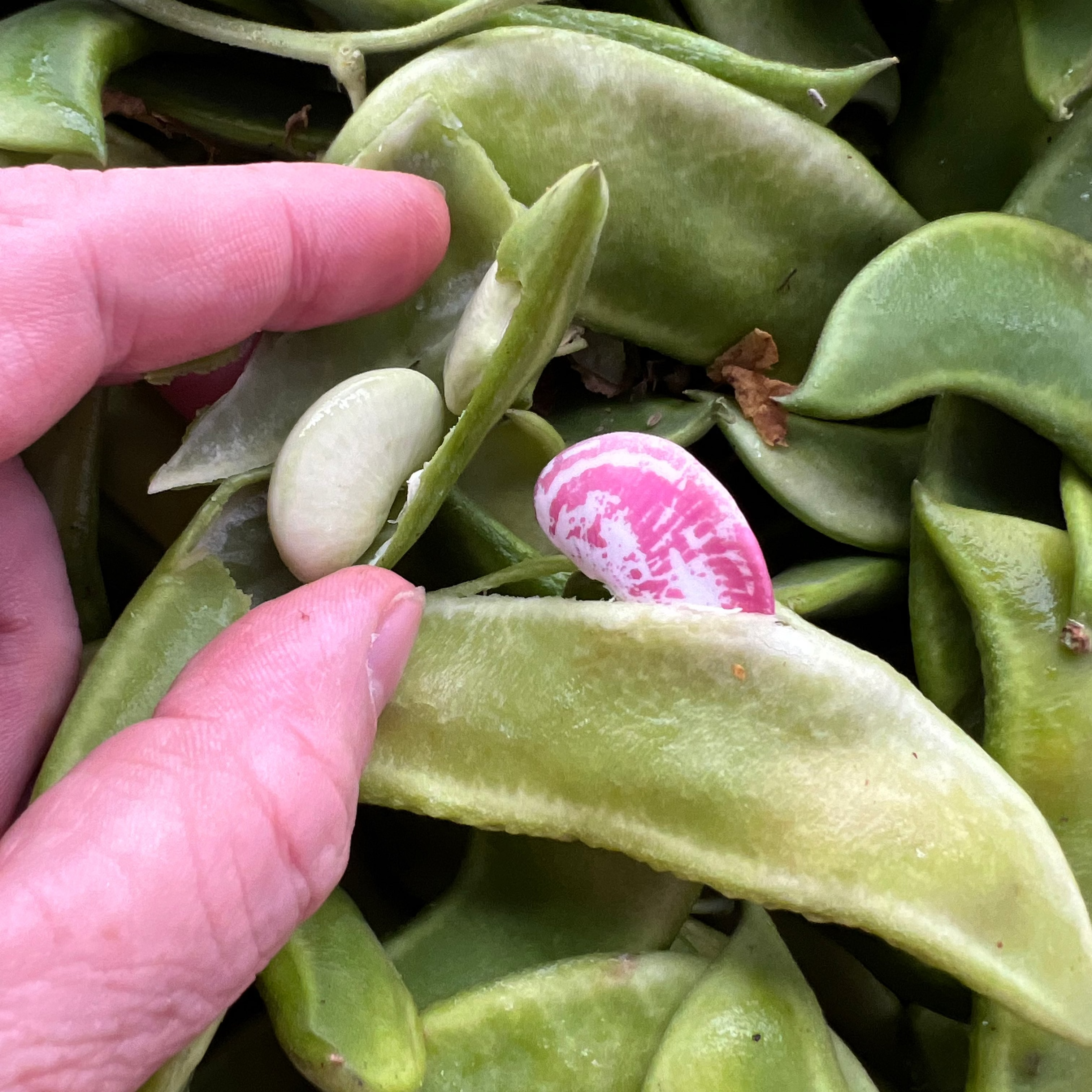 Hand holding a pod of green beans with a pink bean inside.