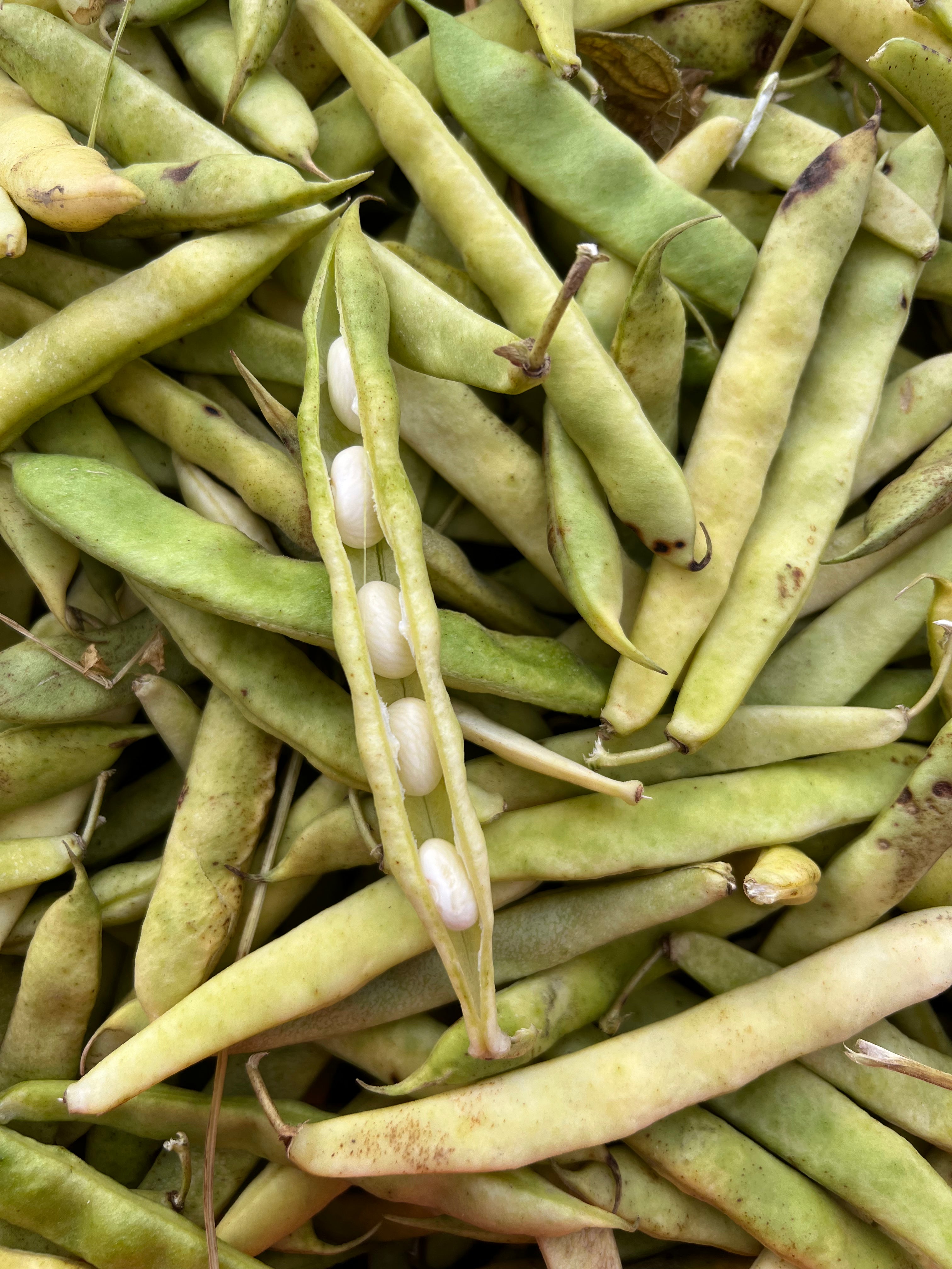 Fresh Shelling Bean Collection