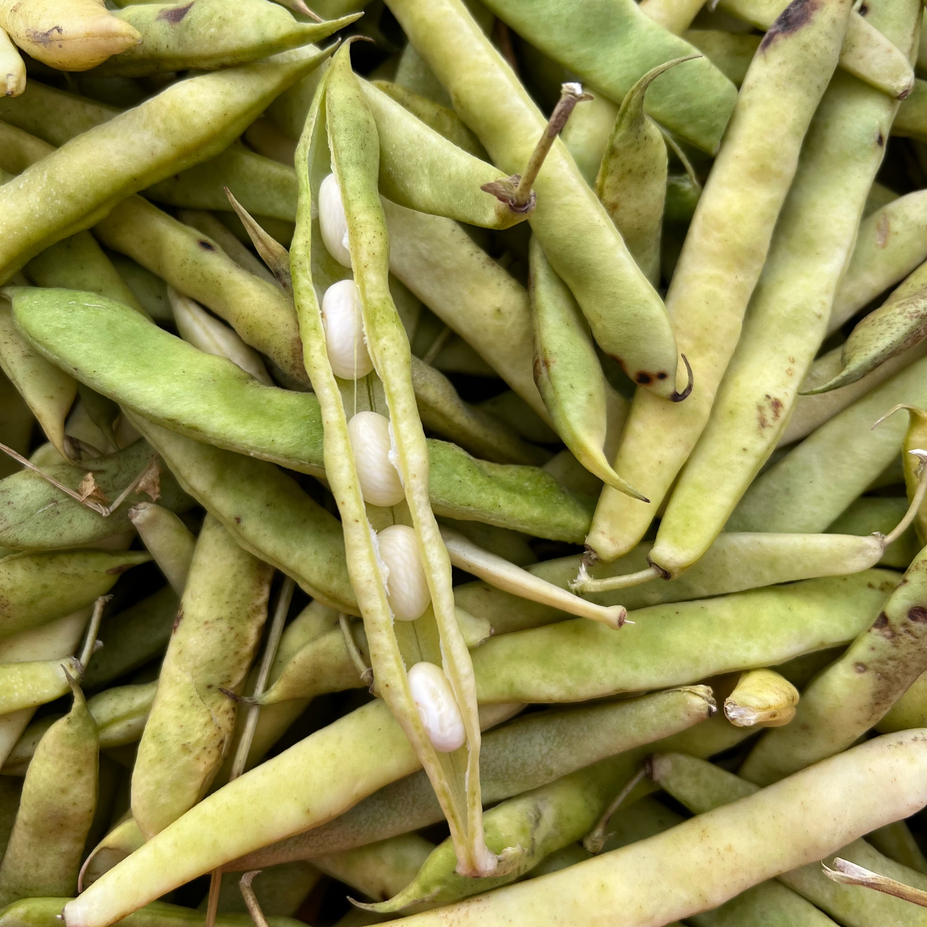 Fresh Shelling Bean Collection