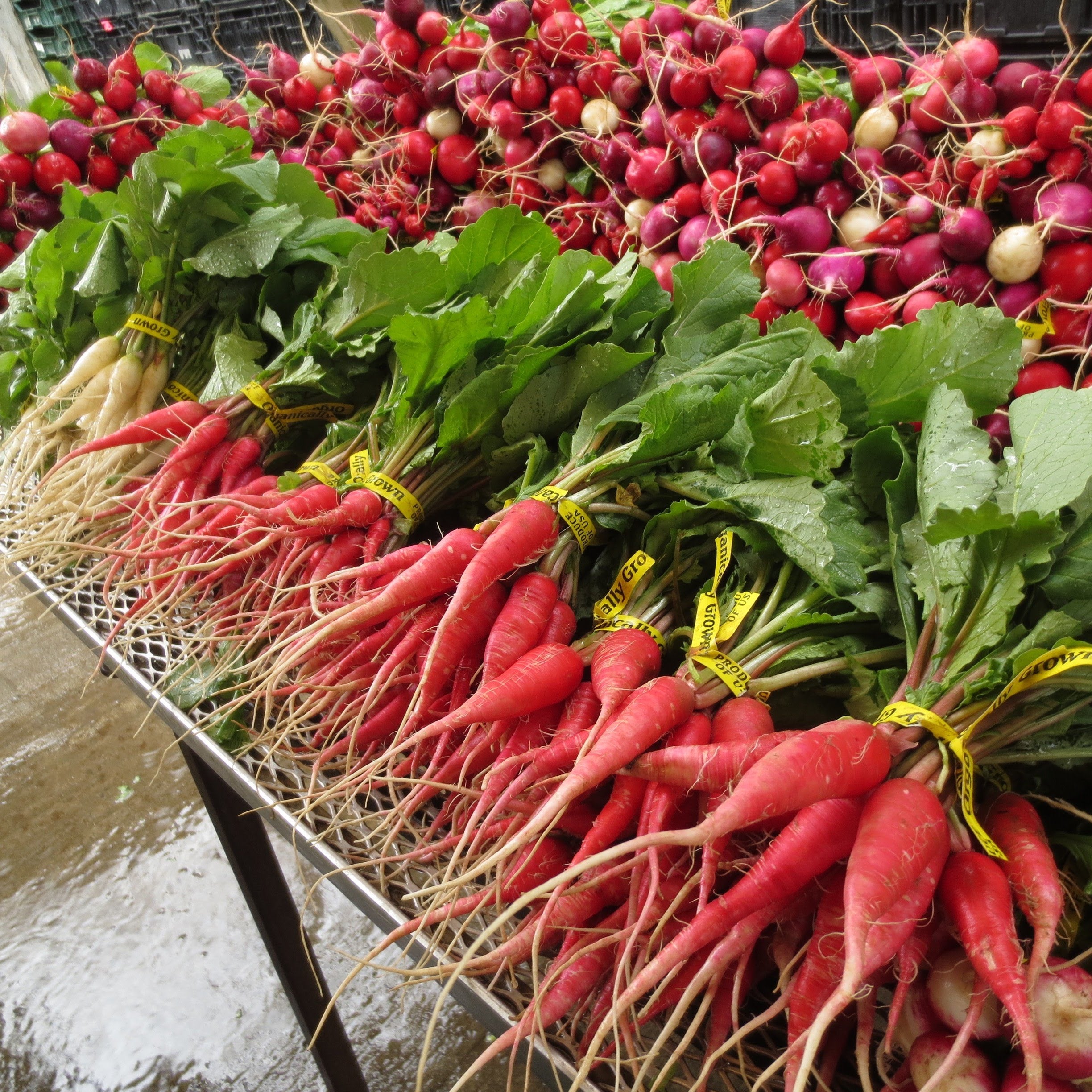 Sorting radish for CSA members at the farm