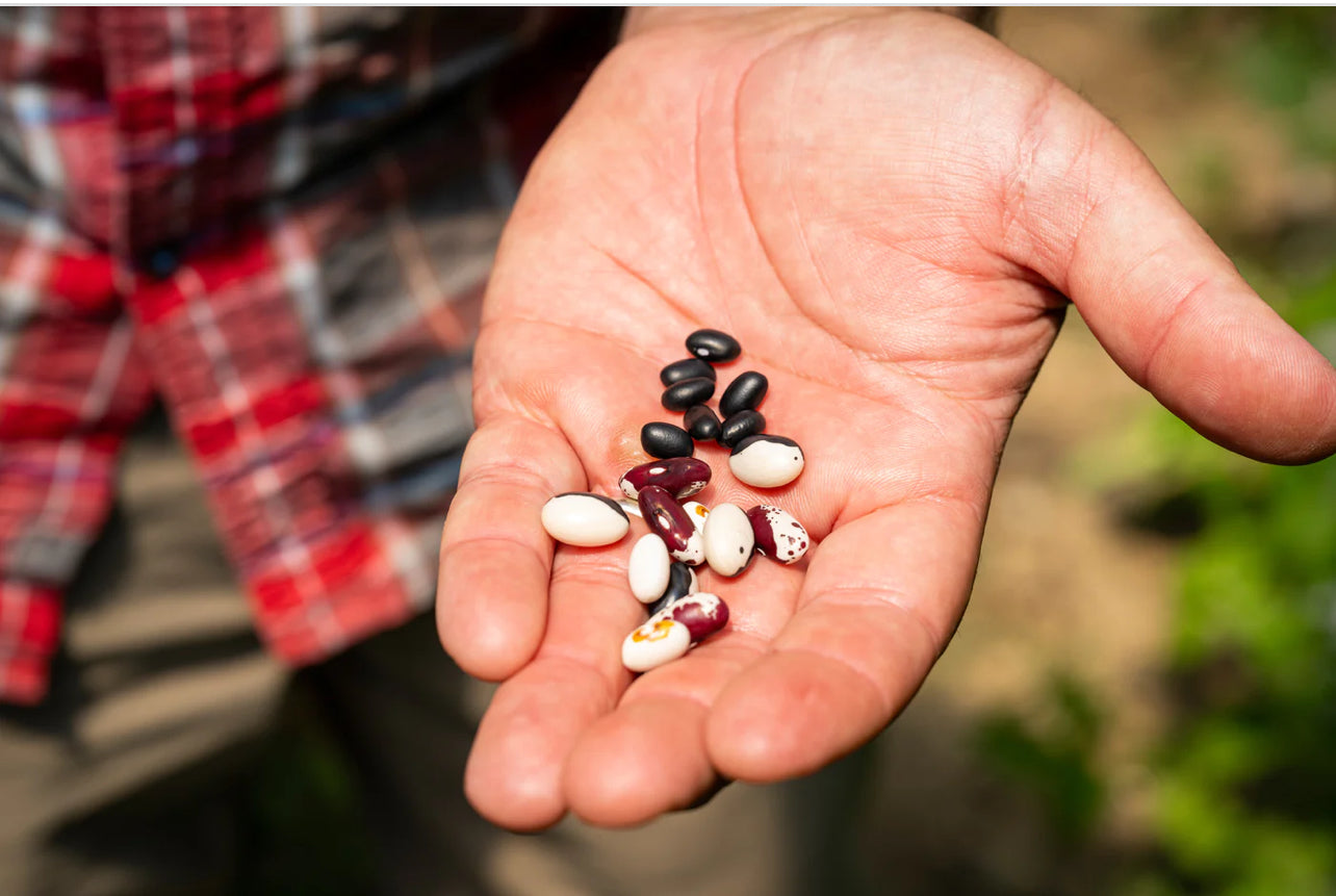 Fresh Shelling Bean Collection