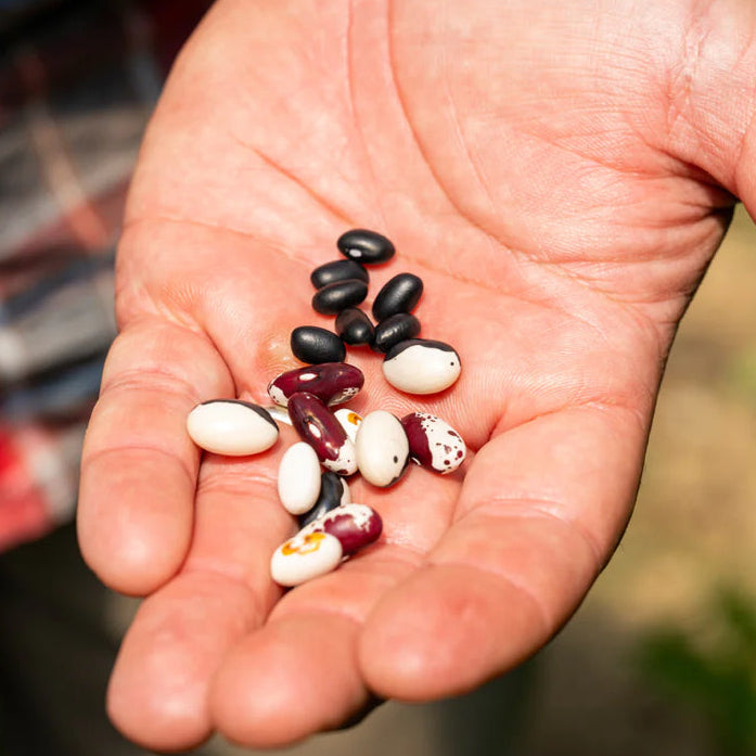 Fresh shelling beans after taken from the pod On Norwich meadows farm.