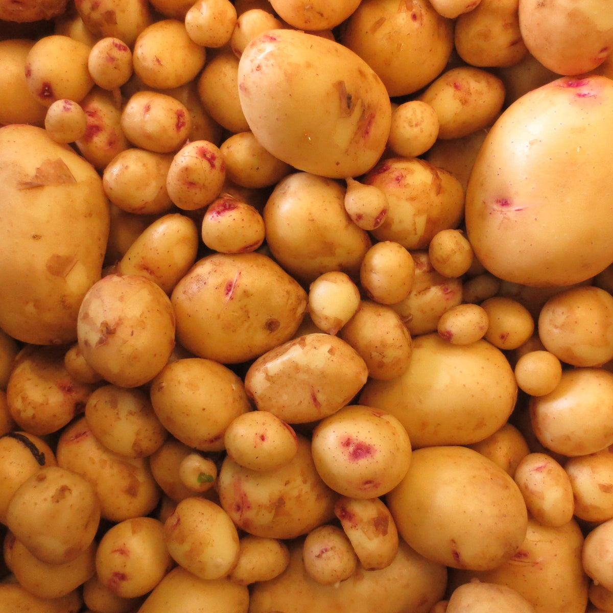 Potatoes from Norwich Meadows Farm